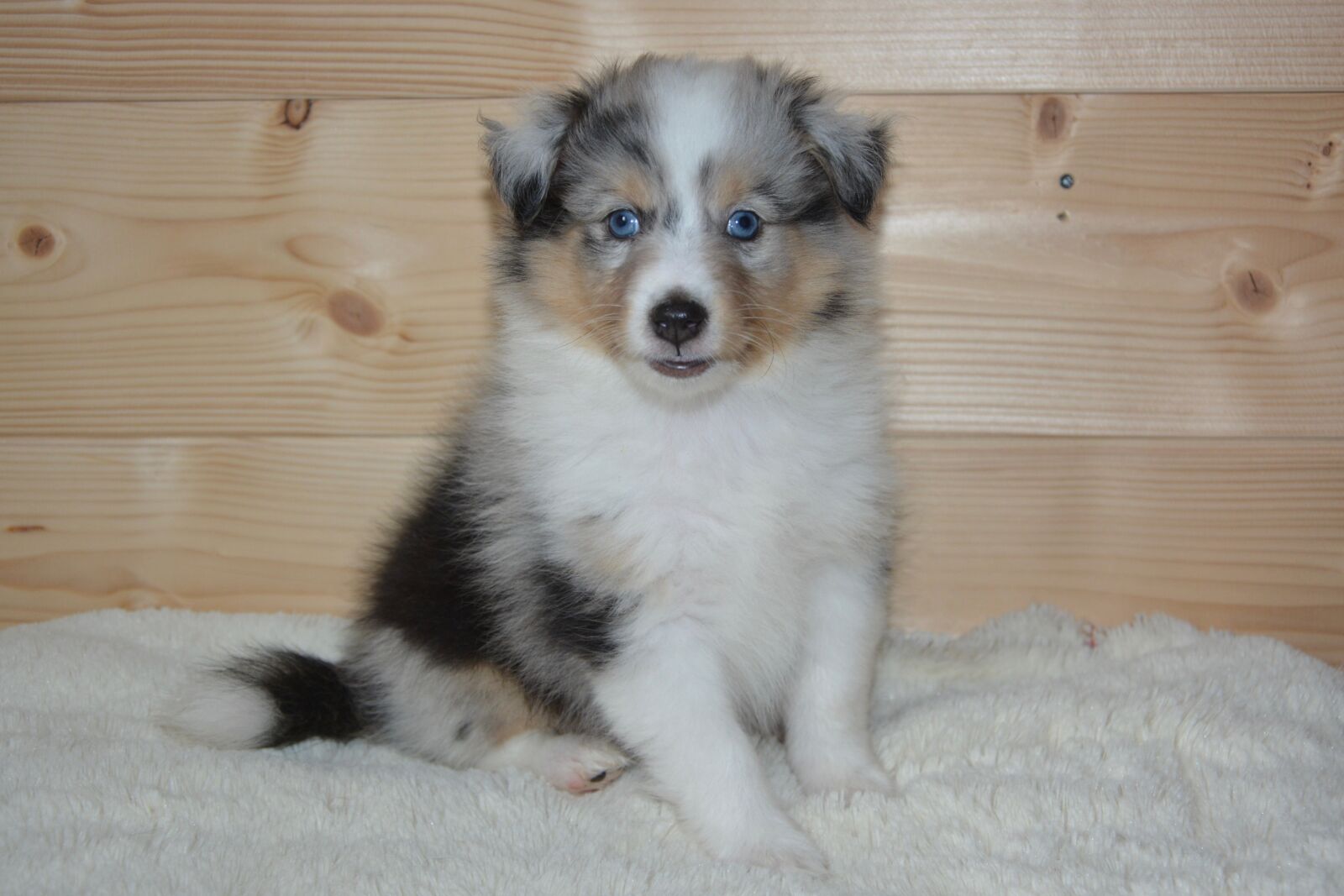 Nikon D5200 sample photo. Puppy, shetland sheepdog, dog photography
