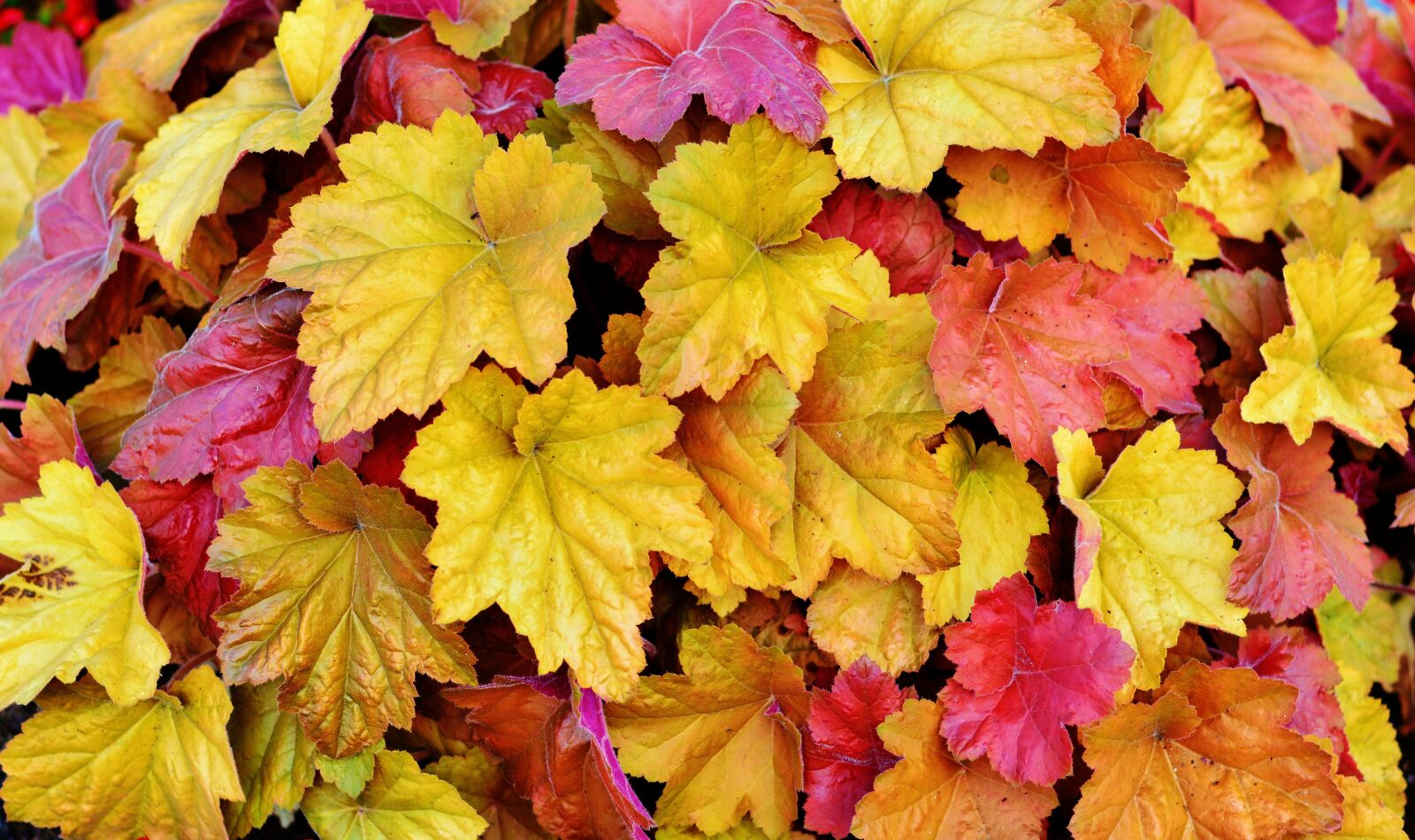 Nikon D5200 sample photo. Leaves, colorful leaves, autumn photography