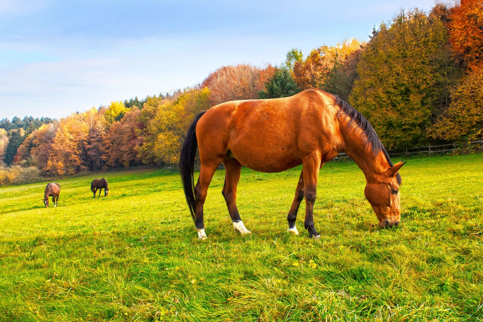 Canon EOS 1300D (EOS Rebel T6 / EOS Kiss X80) sample photo. Horse, brown, fuchs photography