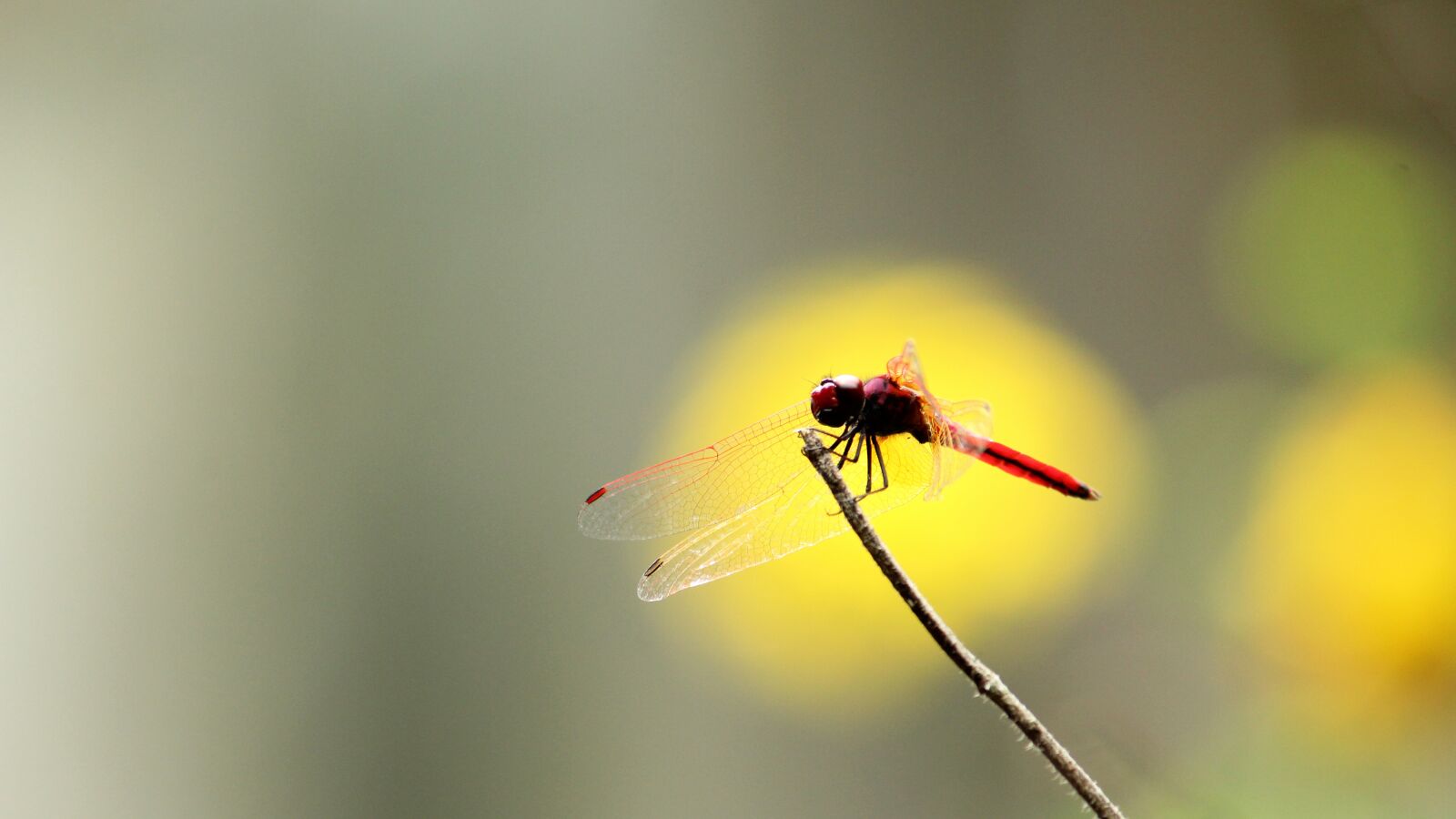 Canon EOS 1300D (EOS Rebel T6 / EOS Kiss X80) sample photo. Dragon fly, crimson, red photography