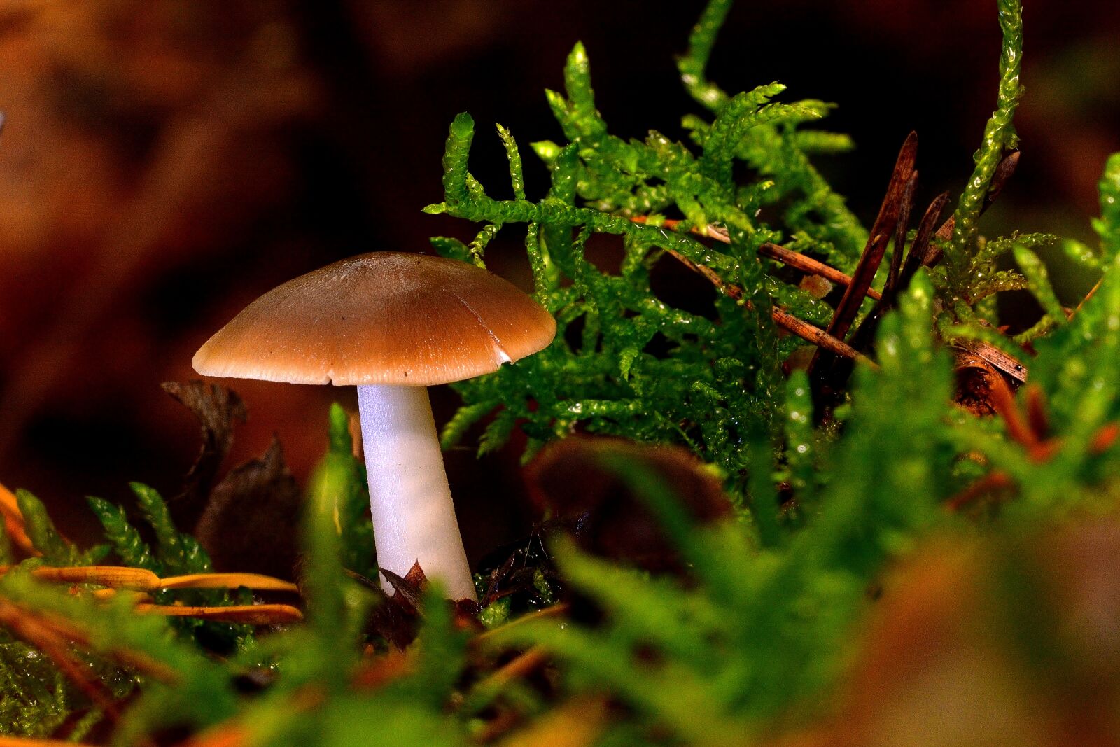 Nikon D5200 sample photo. Forest, mushroom, nature photography