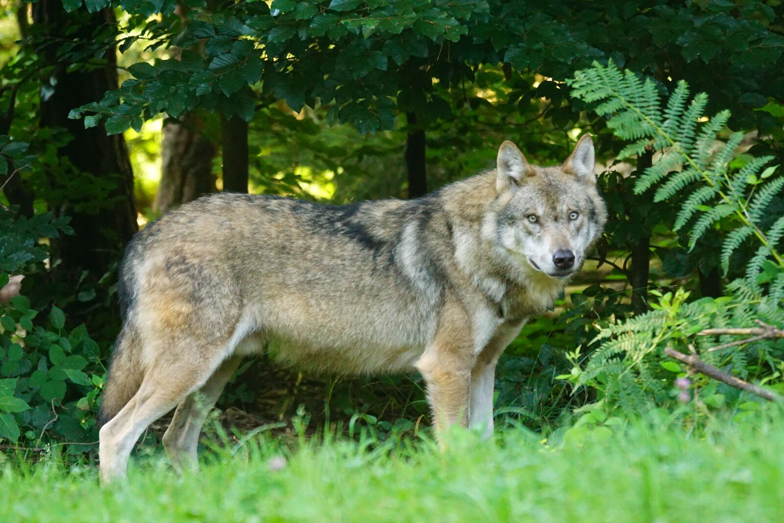 Sony ILCA-77M2 + Sony 70-400mm F4-5.6 G SSM sample photo. Wolf, predator, european wolf photography