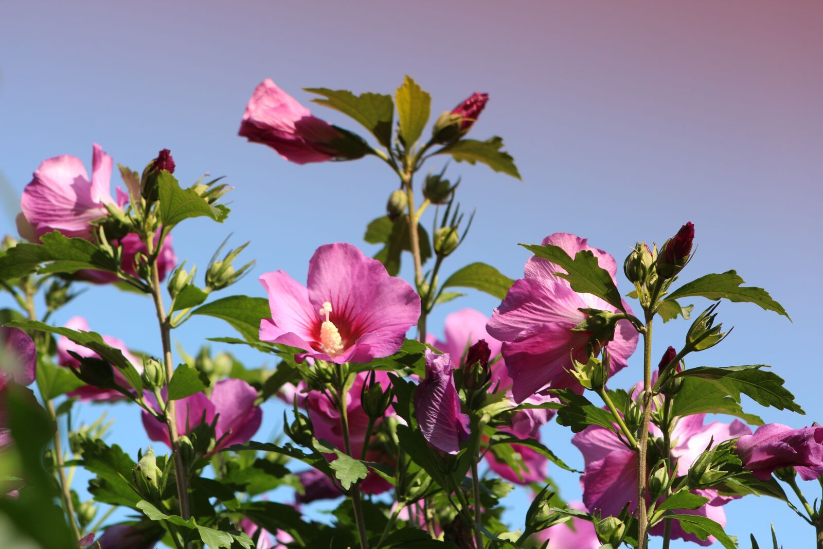 Canon EF75-300mm f/4-5.6 sample photo. Nature, summer, flower photography