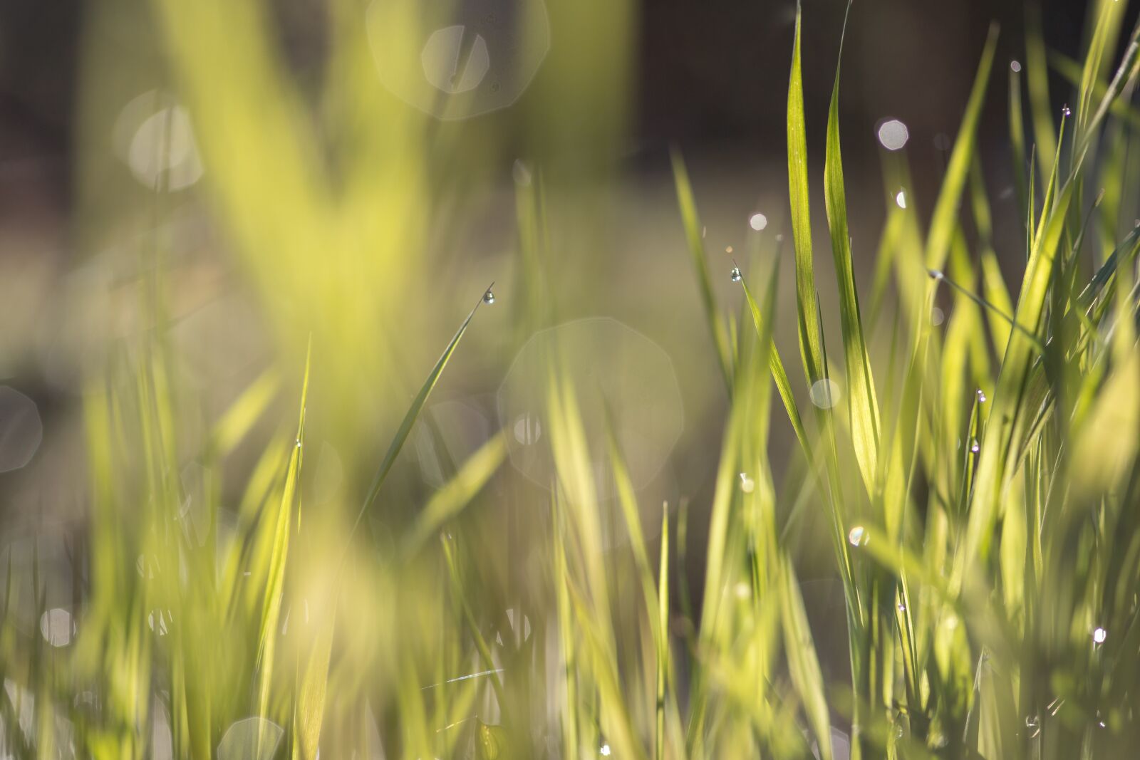 Canon EOS 6D Mark II sample photo. Grass, green, bokeh photography