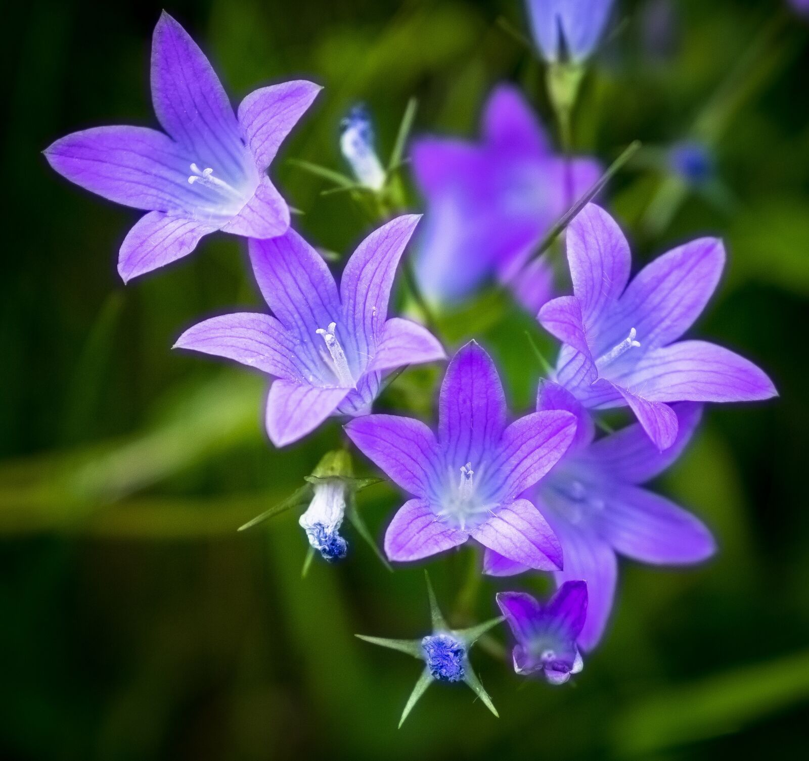 Fujifilm X-T2 sample photo. Bloom, bush, violet photography