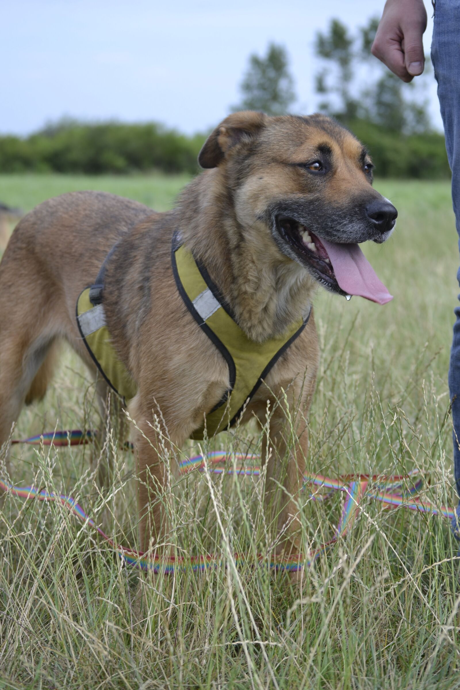 Nikon D3100 sample photo. Dog, happy dog, animal photography