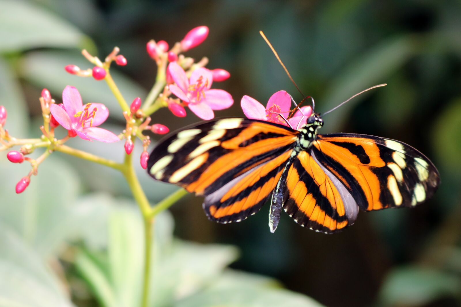 Canon EOS 750D (EOS Rebel T6i / EOS Kiss X8i) sample photo. Butterfly, yellow, orange photography