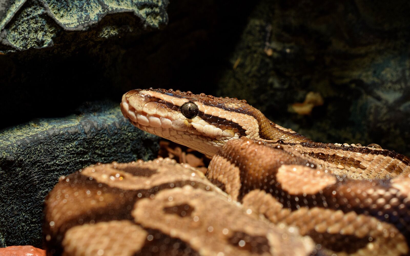 Nikon D5300 sample photo. Snakehead, drop of water photography