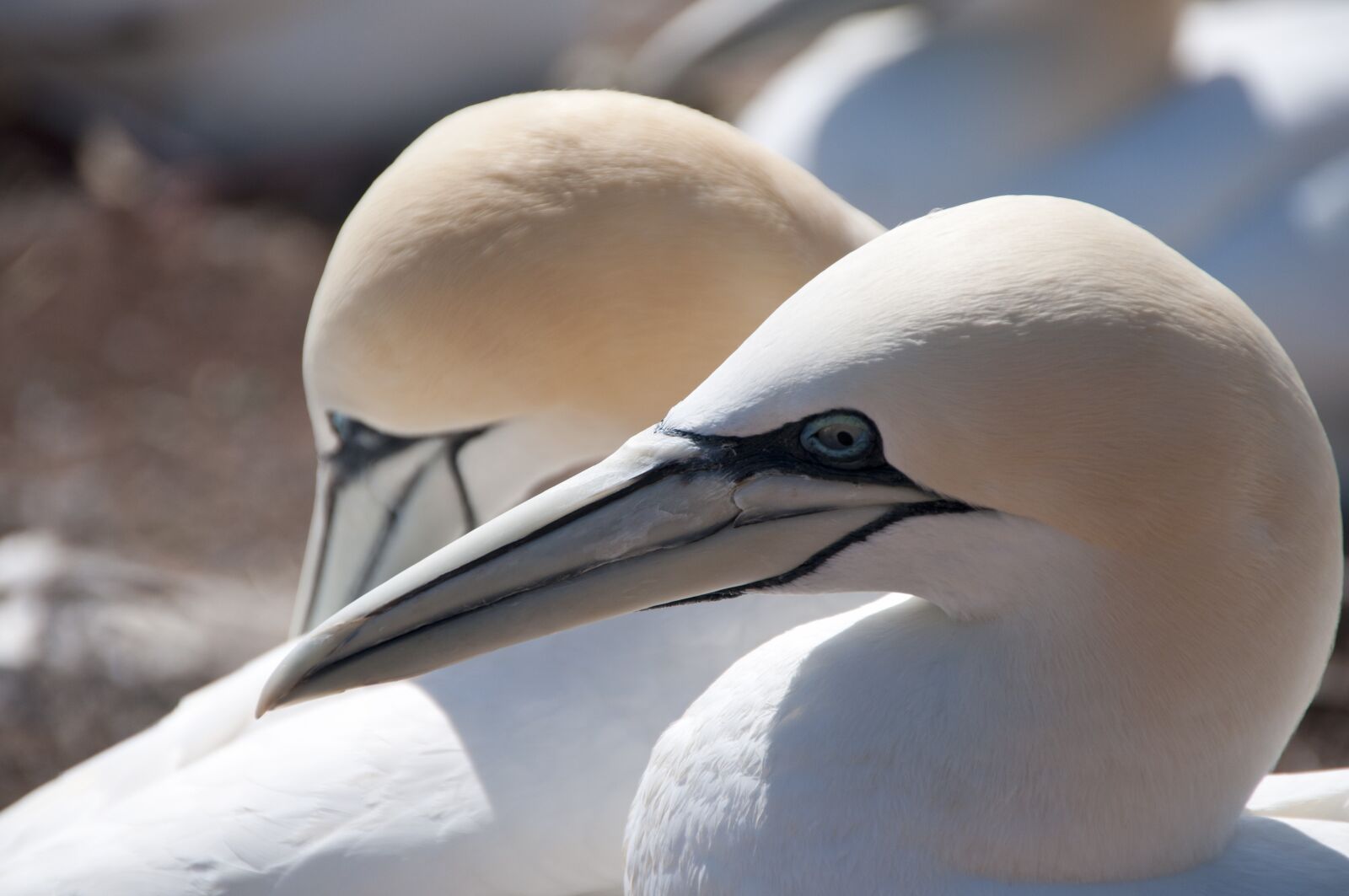 Nikon D300S sample photo. Northern gannet, bird, seevogel photography