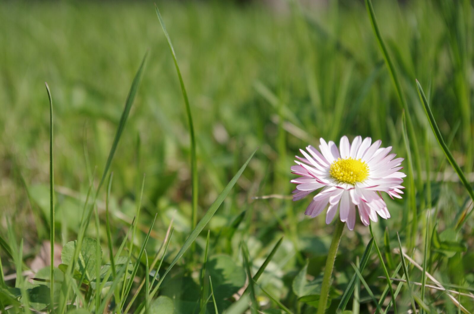 Pentax K-r sample photo. Daisy, spring, flower photography