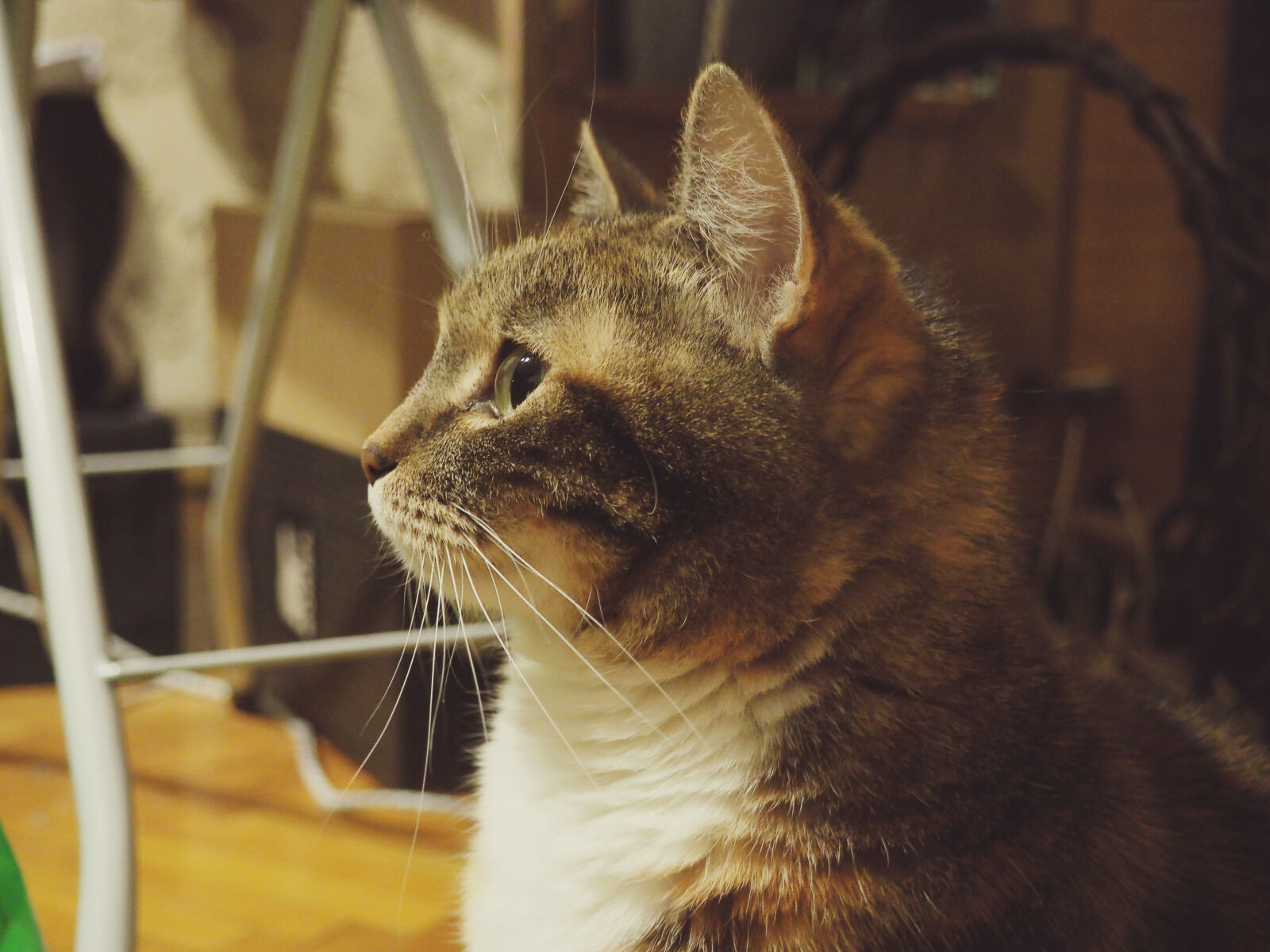 Olympus OM-D E-M10 II sample photo. Animal, animals, cat, cats photography