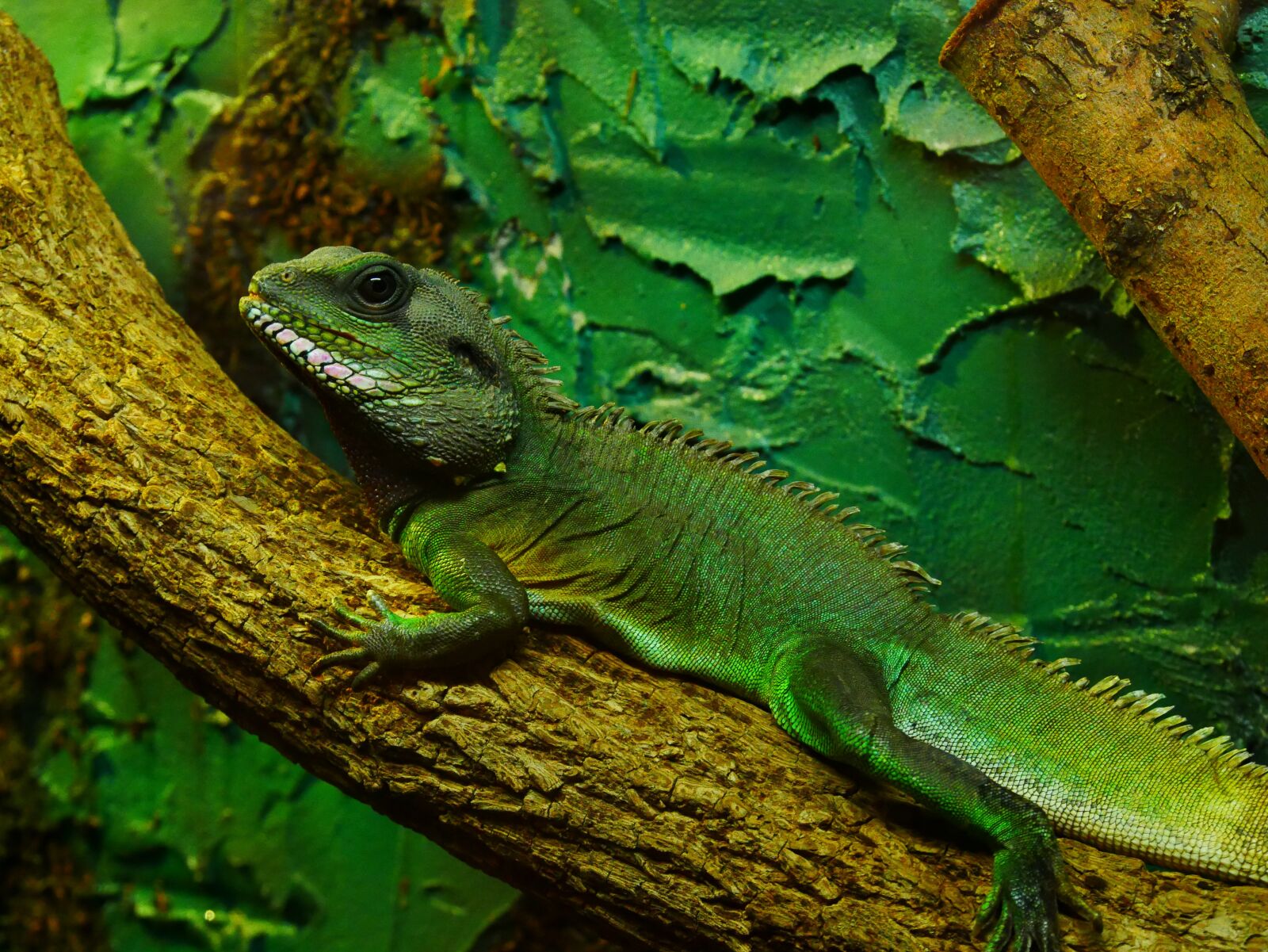 Panasonic DMC-G70 sample photo. Chameleon, green, animal photography