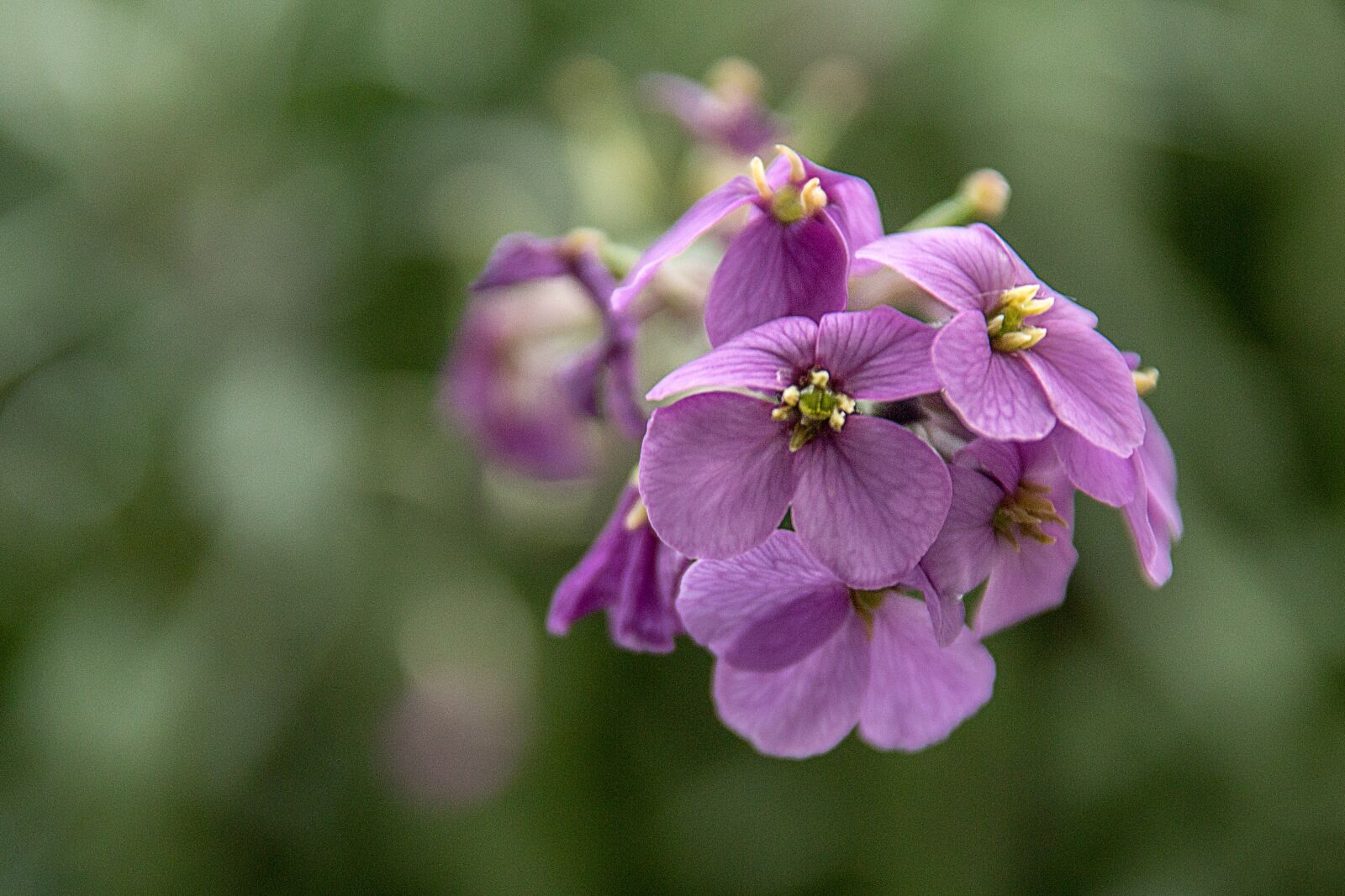 Canon EOS 70D sample photo. Purple flower, garden, flower photography