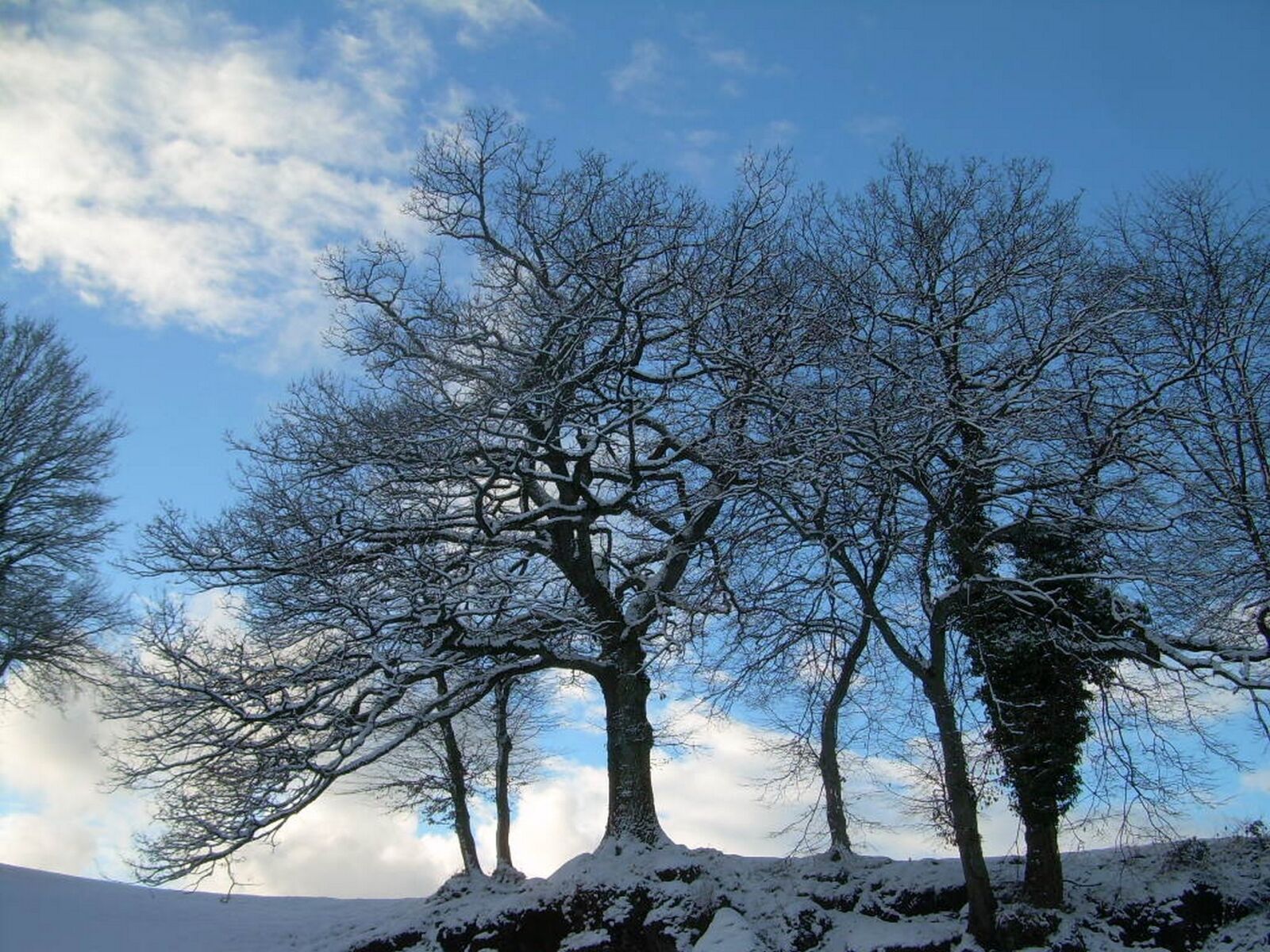 Nikon COOLPIX L4 sample photo. Winter, tree, snow photography
