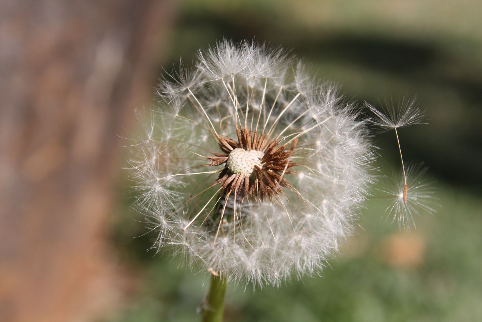Canon EOS 1000D (EOS Digital Rebel XS / EOS Kiss F) sample photo. Dandelion, white, plant photography
