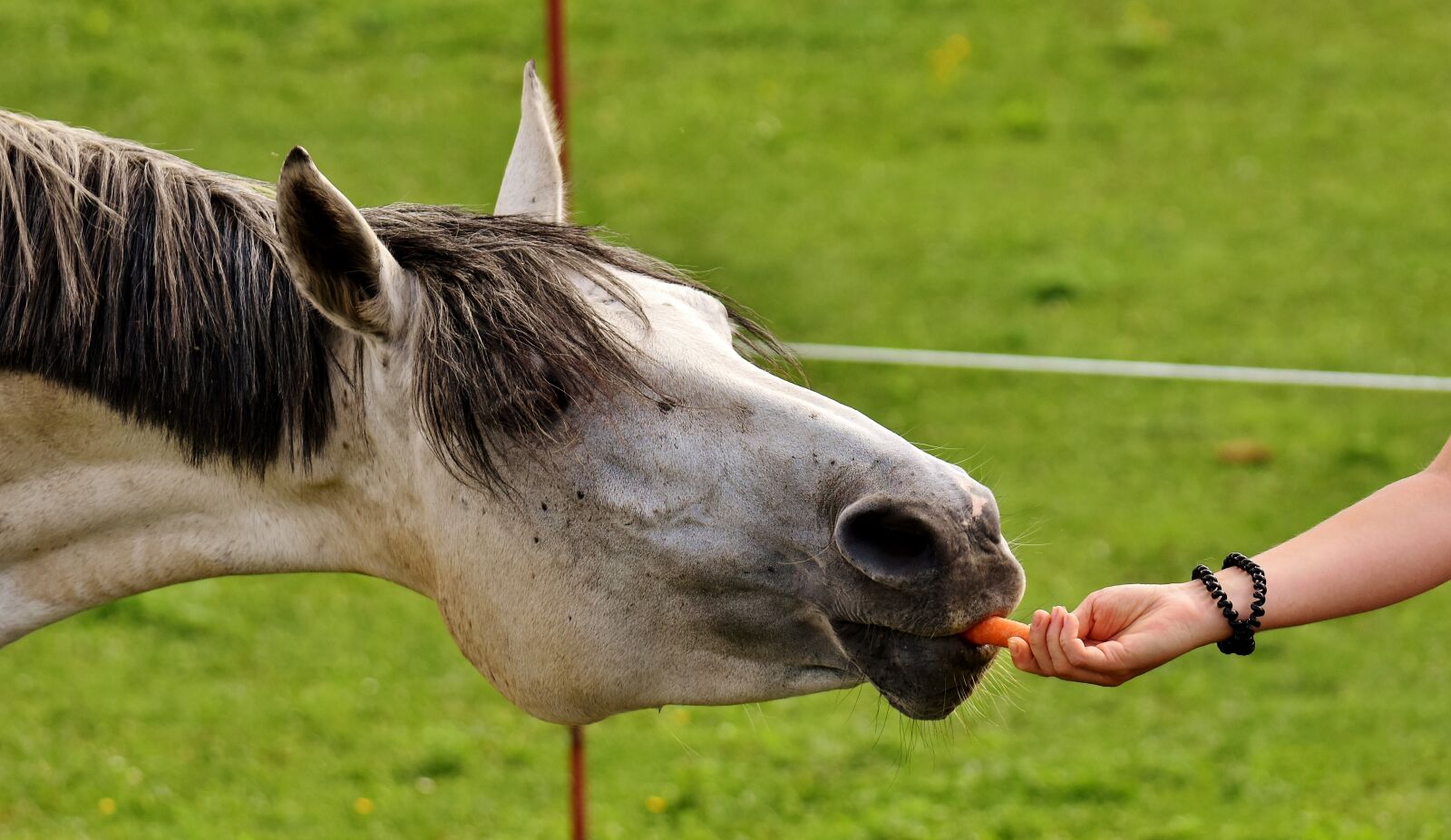 Nikon D7200 sample photo. Mold, horse, love for photography
