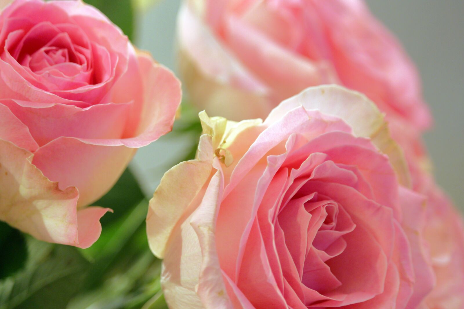 Canon EF-S 55-250mm F4-5.6 IS STM sample photo. Roses, bouquet of roses photography