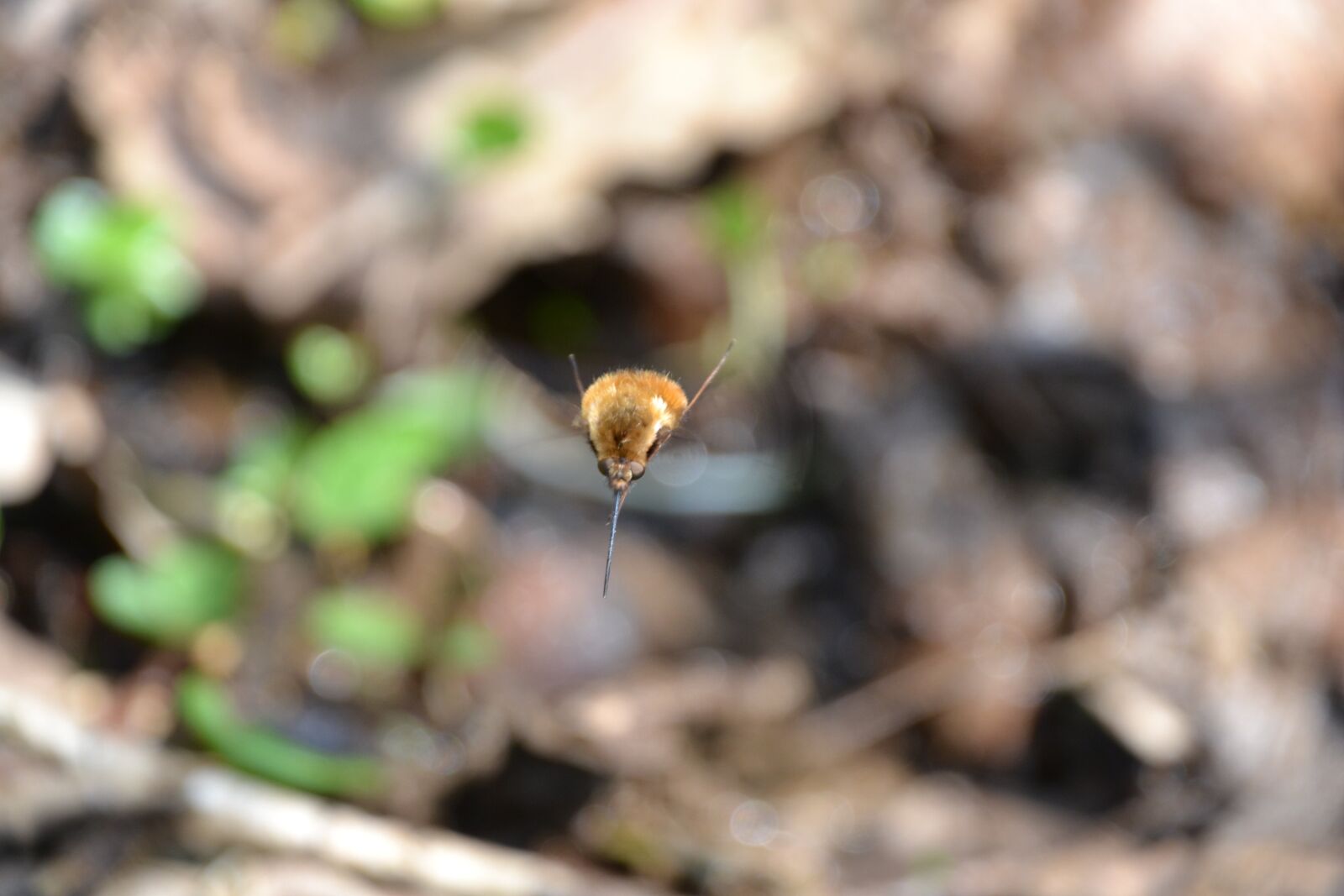 Nikon D3100 sample photo. Bombylius major, bombyliidae, hummelfliege photography