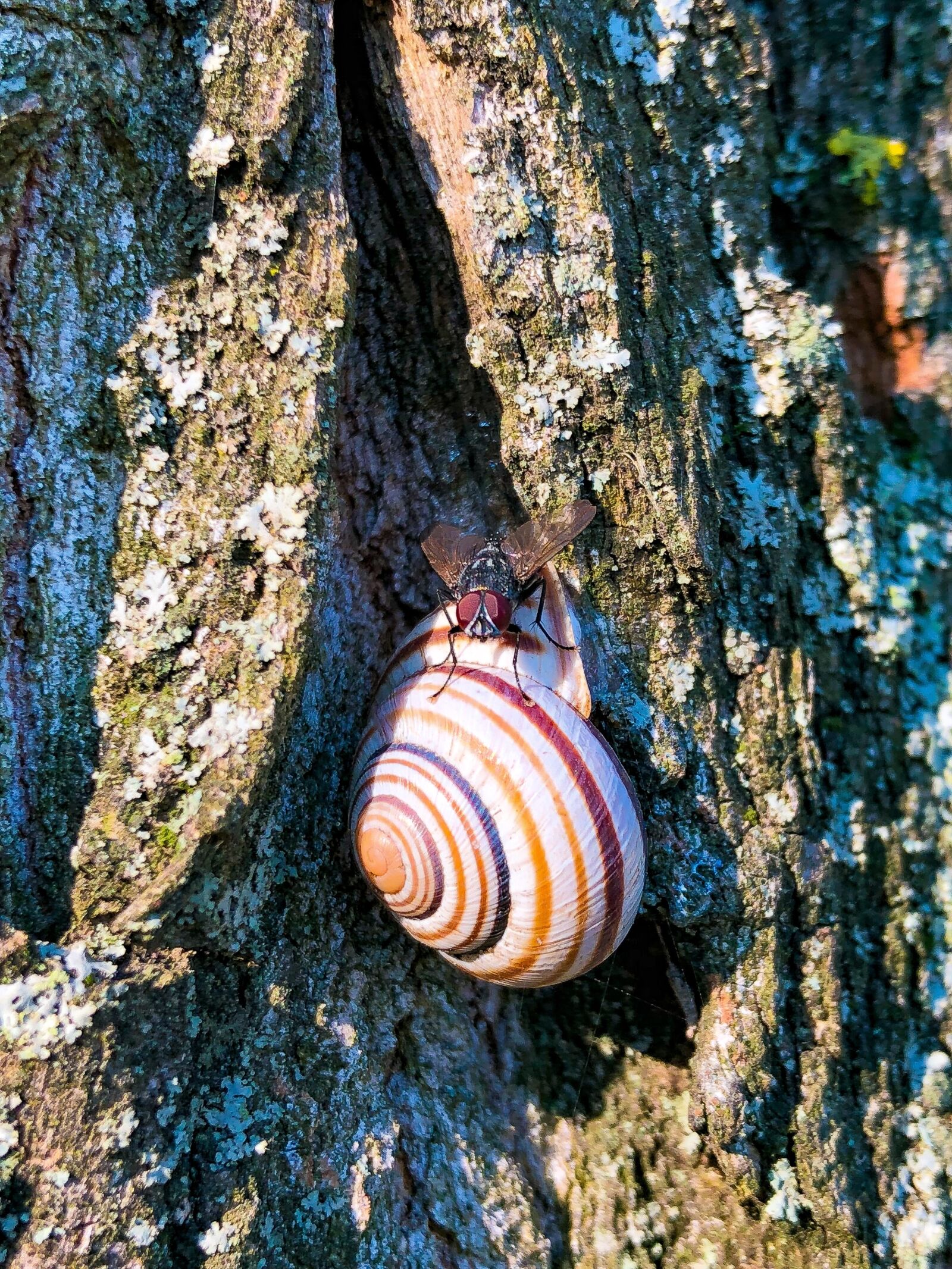 iPhone X back dual camera 4mm f/1.8 sample photo. Snail, nature, wood photography