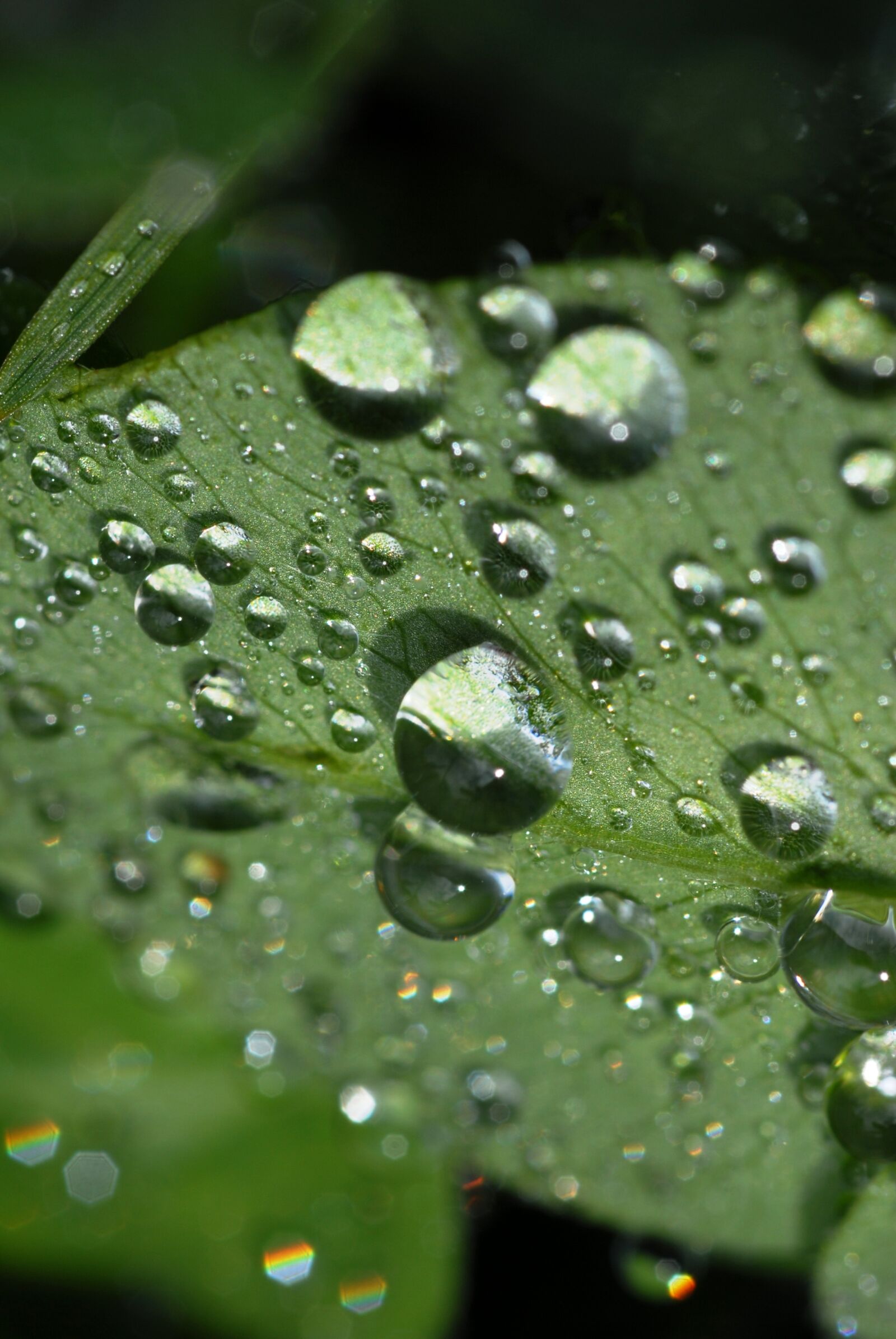 Nikon D200 sample photo. Plant, beads, foliage photography