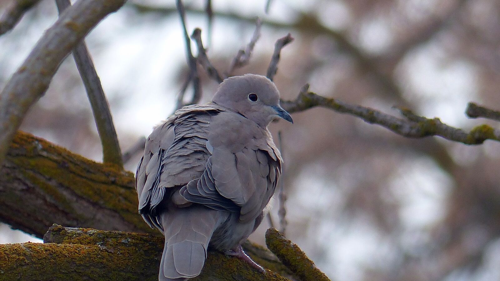 Panasonic Lumix DMC-FZ200 sample photo. Dove, animal, bird photography