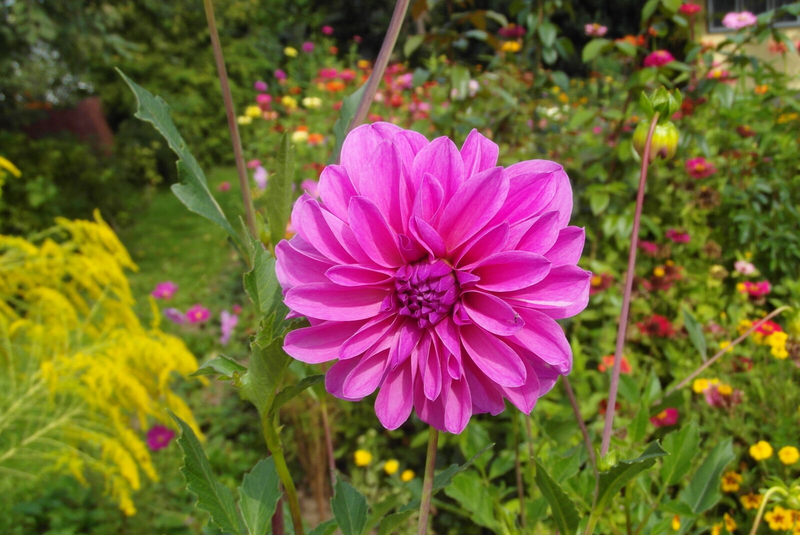 Samsung WB750 sample photo. Dalia, flower, garden photography