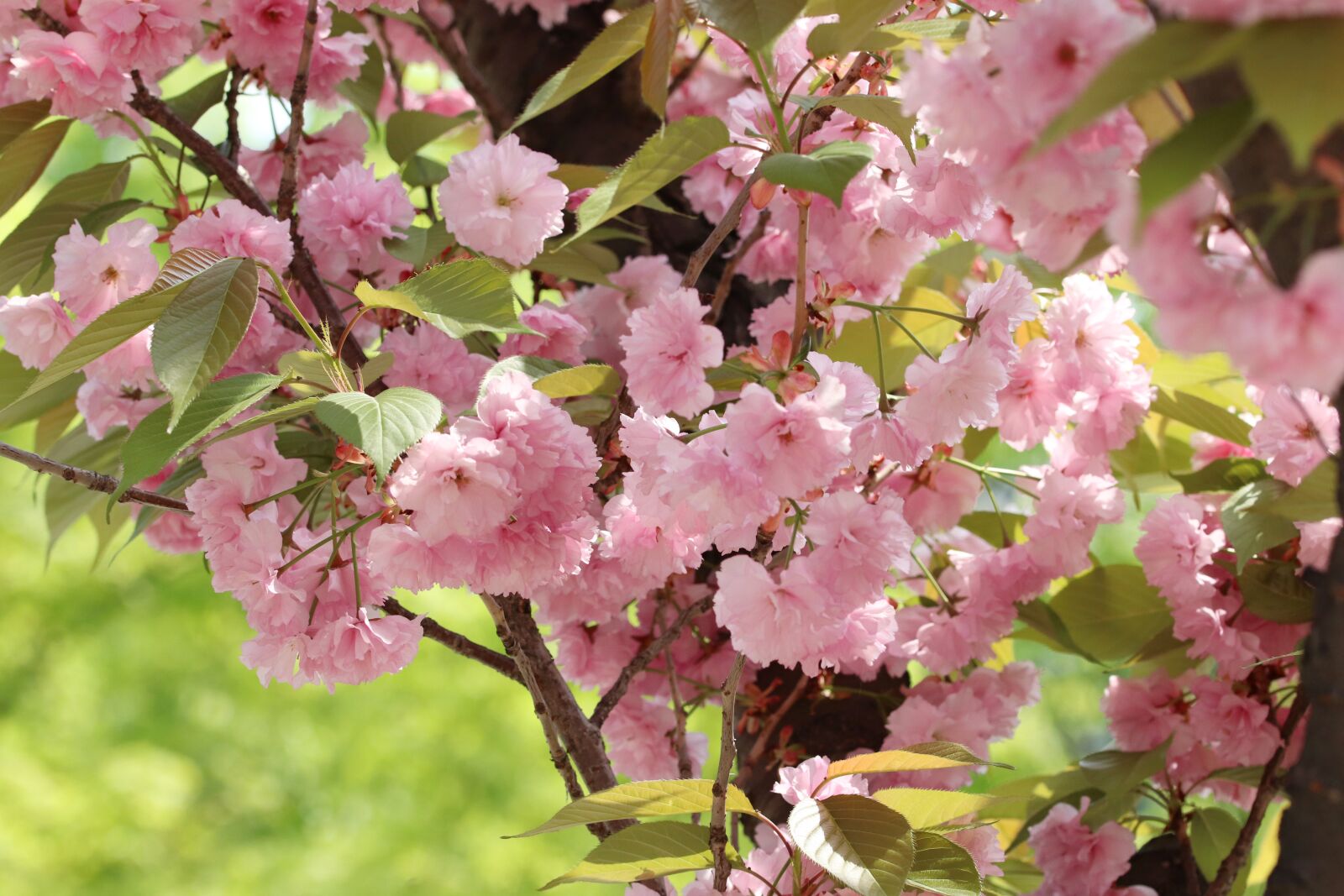 Canon EOS 800D (EOS Rebel T7i / EOS Kiss X9i) sample photo. Spring, spring flowers, nature photography