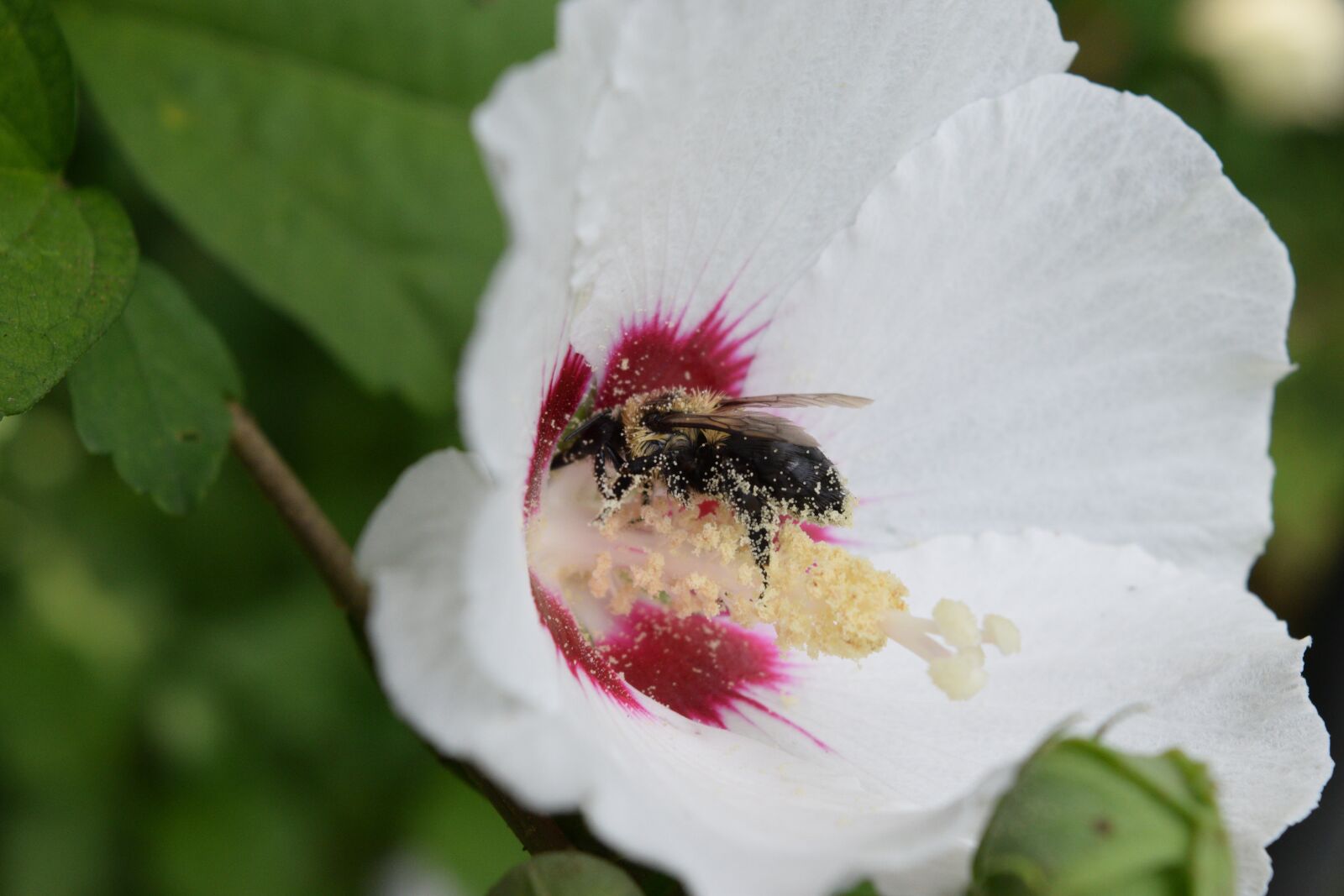 Nikon D5300 sample photo. Bee, pollen, garden photography