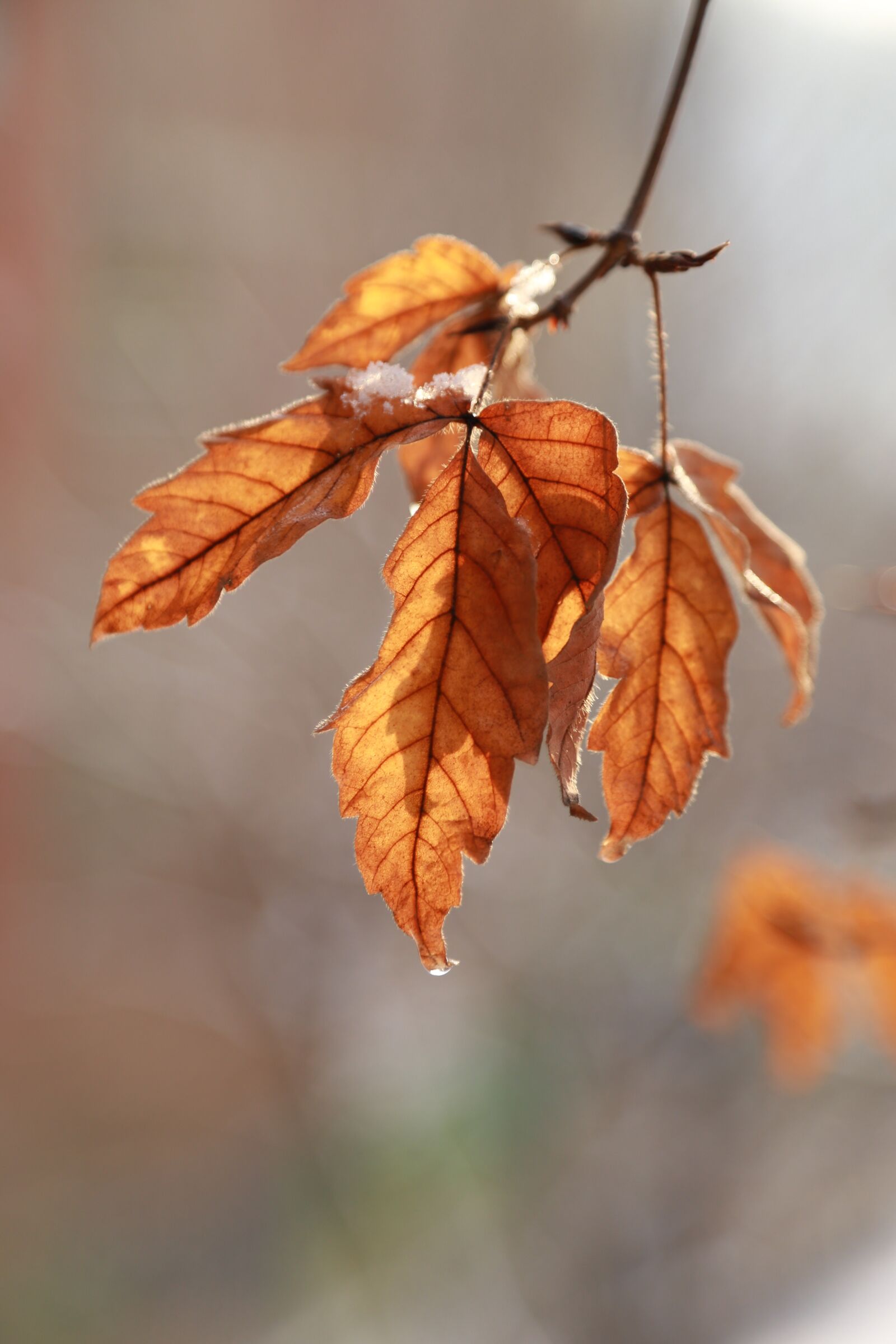 Canon EOS 6D + Canon EF 24-105mm F4L IS USM sample photo. Leaves, leaf, the leaves photography