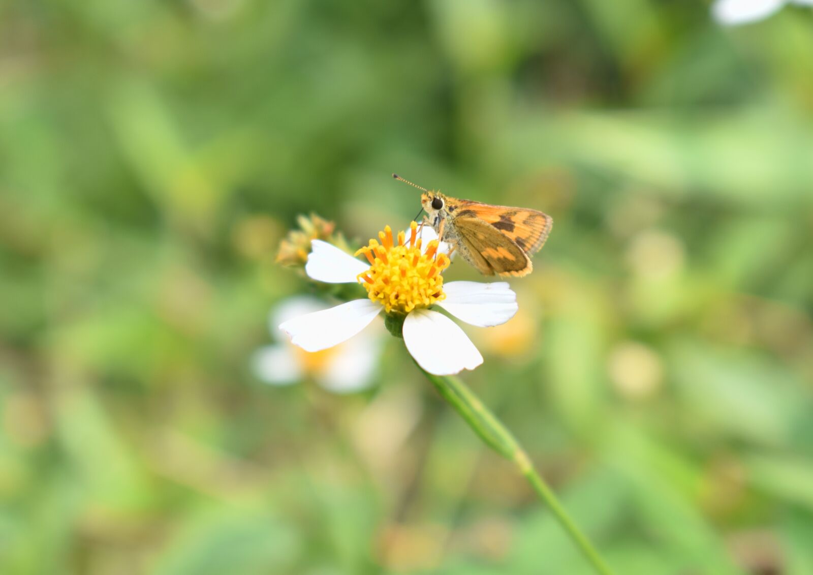 Nikon D3400 sample photo. Butterfly, flower, nature photography