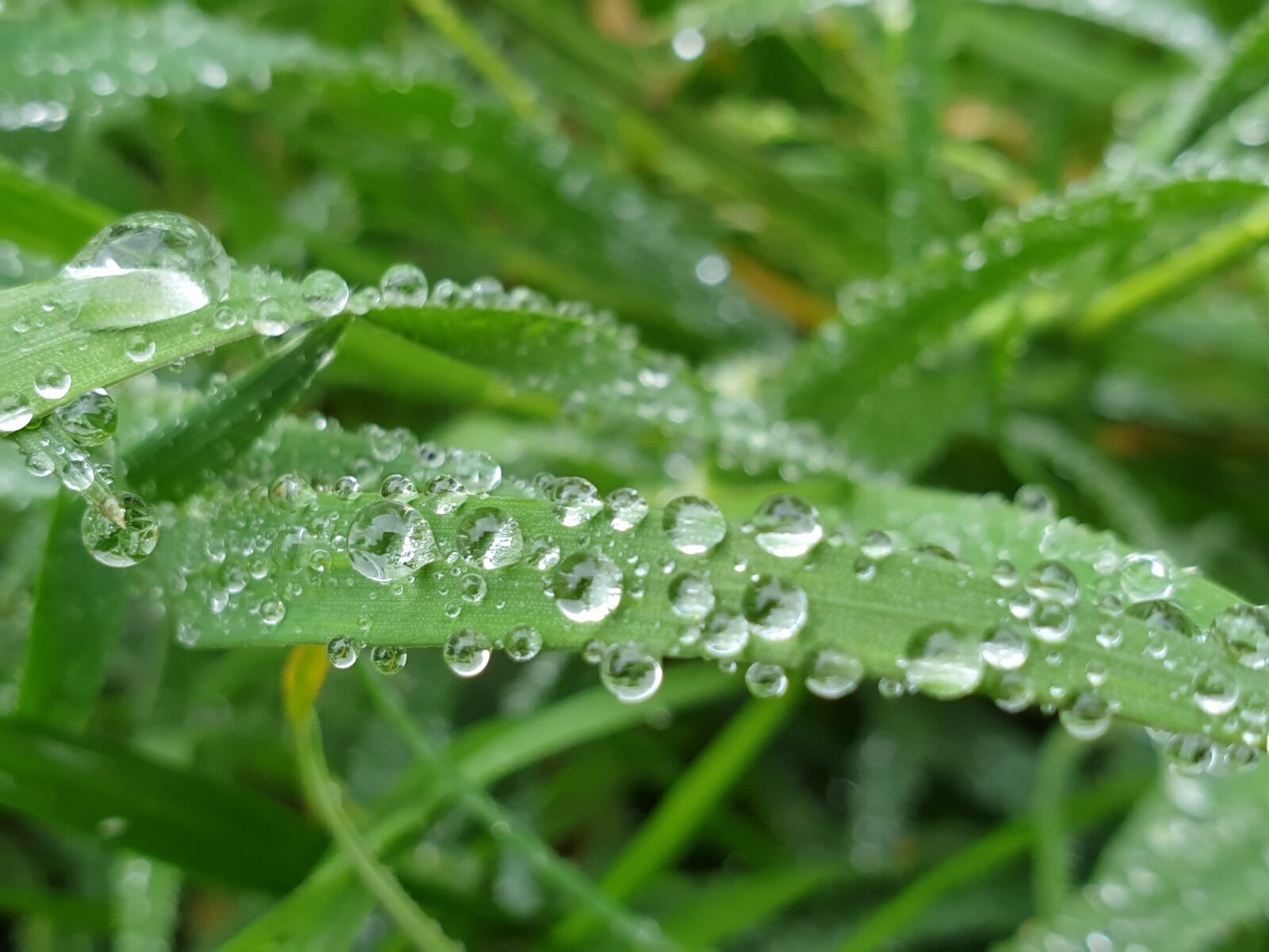 Samsung Galaxy Note9 sample photo. Nature, grass, rain photography