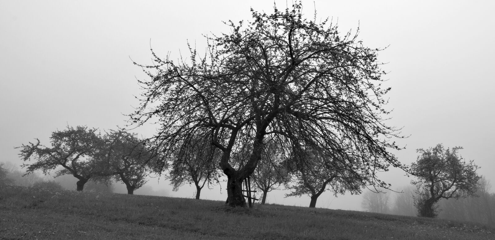 Nikon D90 sample photo. Tree, sad, landscape photography