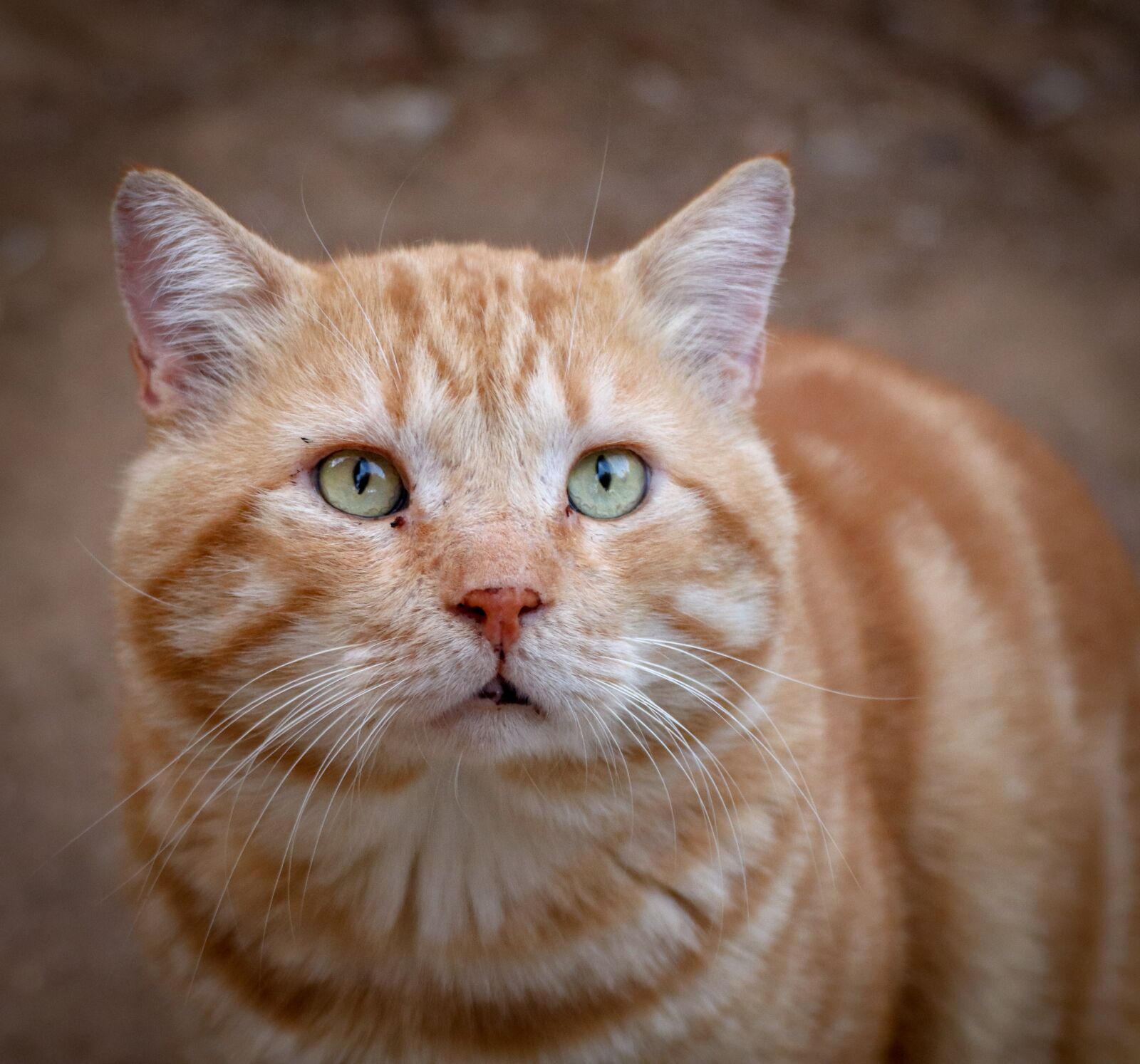 Canon EOS 200D (EOS Rebel SL2 / EOS Kiss X9) sample photo. Cat, animal, domestic cat photography
