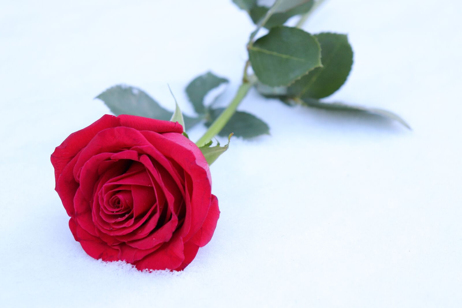 Canon EOS 200D (EOS Rebel SL2 / EOS Kiss X9) sample photo. Red rose in snow photography