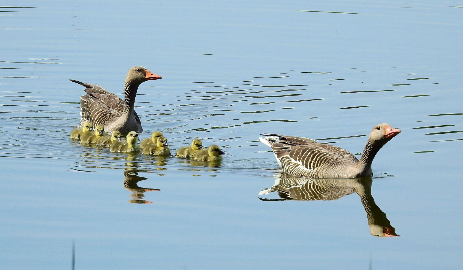 Nikon Coolpix P900 sample photo. Birds, nature, animals photography