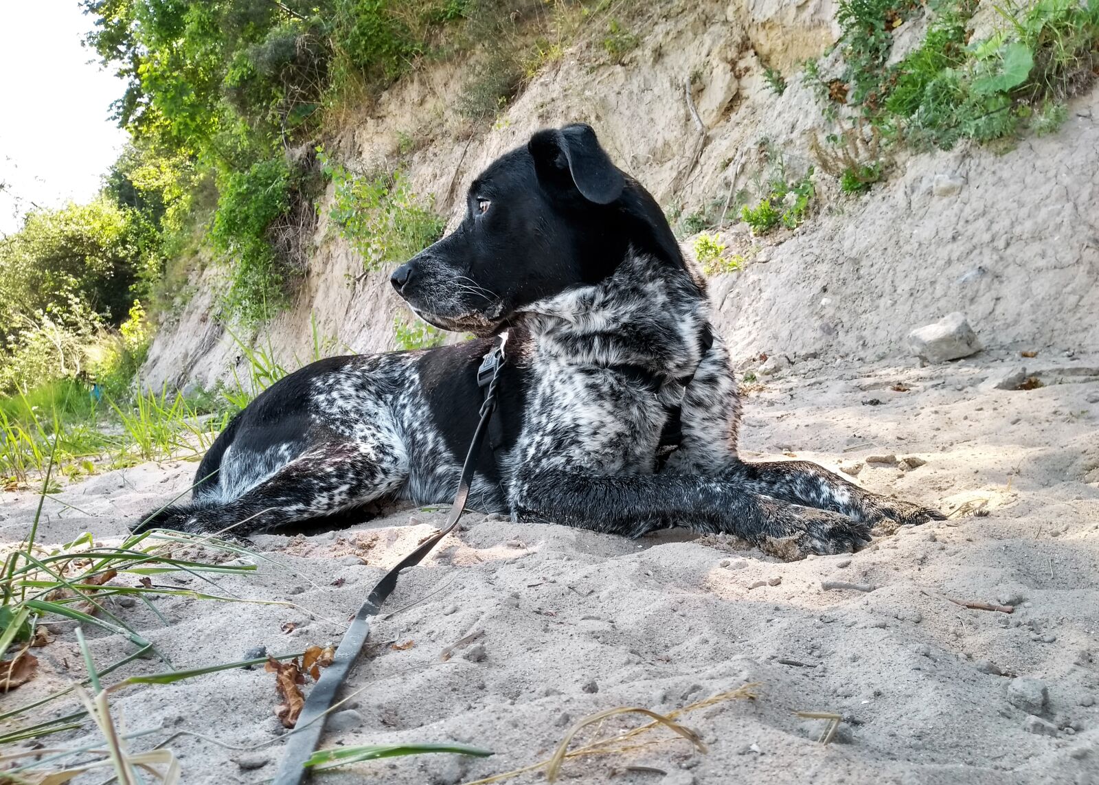 Motorola Moto G (5S) sample photo. Dog, dog beach, baltic photography