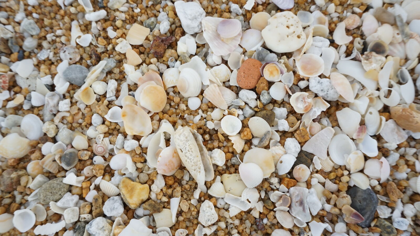 Sony E 16-50mm F3.5-5.6 PZ OSS sample photo. Full, frame, shot, of photography
