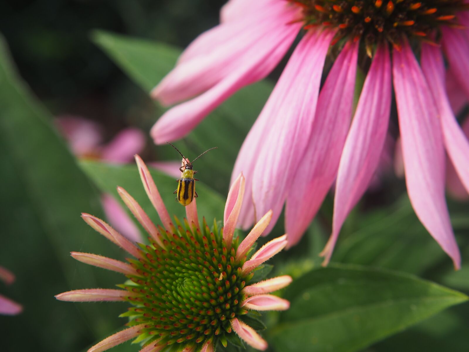 Olympus OM-D E-M10 sample photo. Beetle, coneflower, plant photography