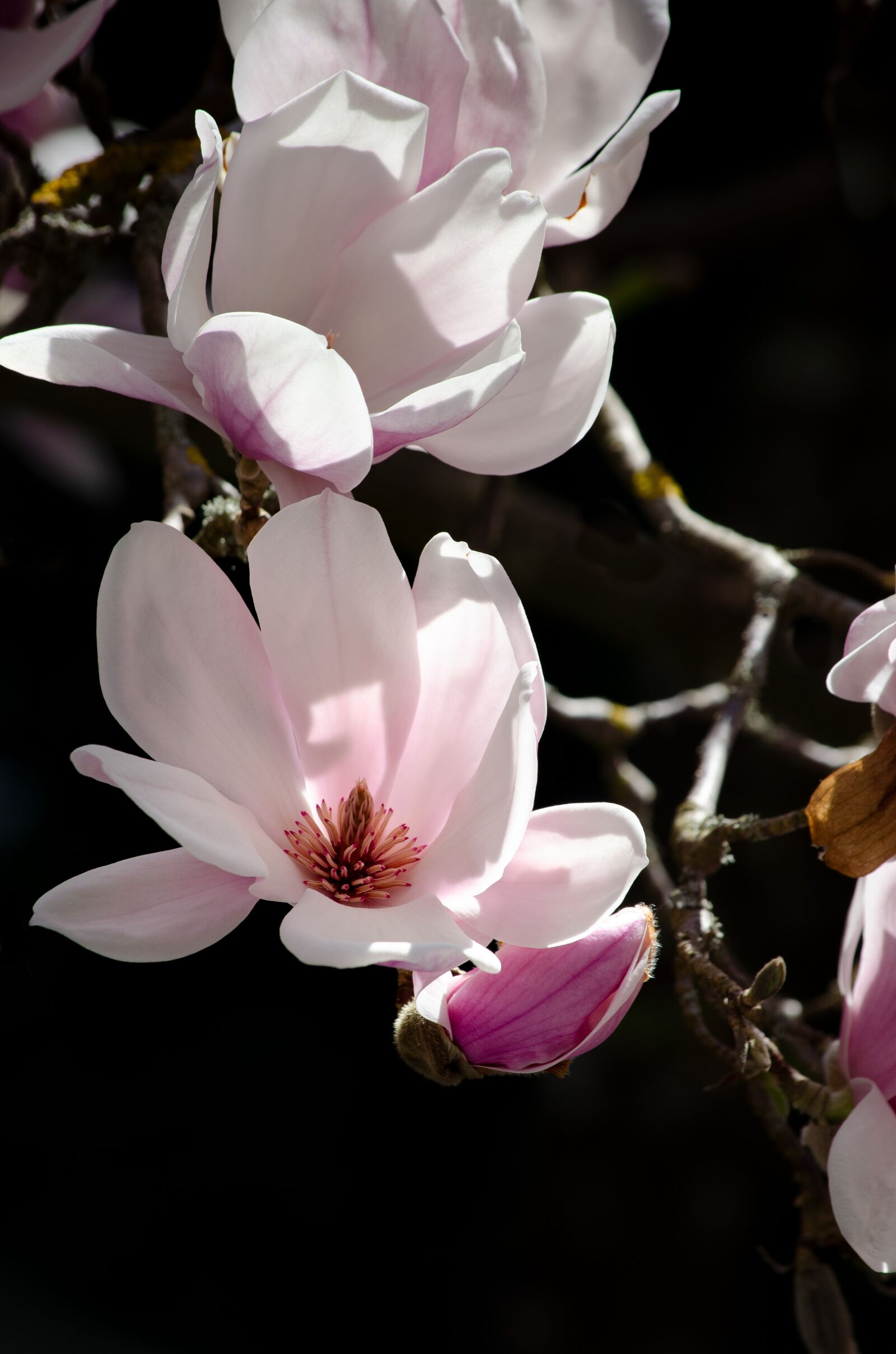 Nikon D5100 sample photo. Magnolia, blossom, bloom photography