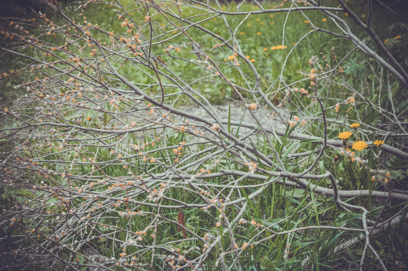 Nikon D3200 sample photo. Branch, tree, bush photography