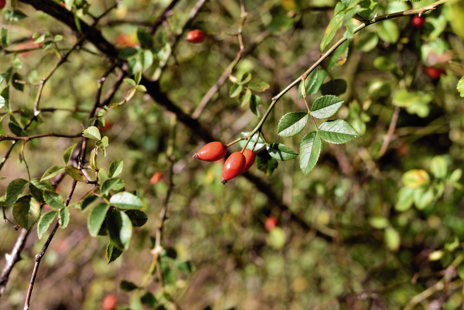 Nikon D610 sample photo. Rose hip, bush, fruit photography