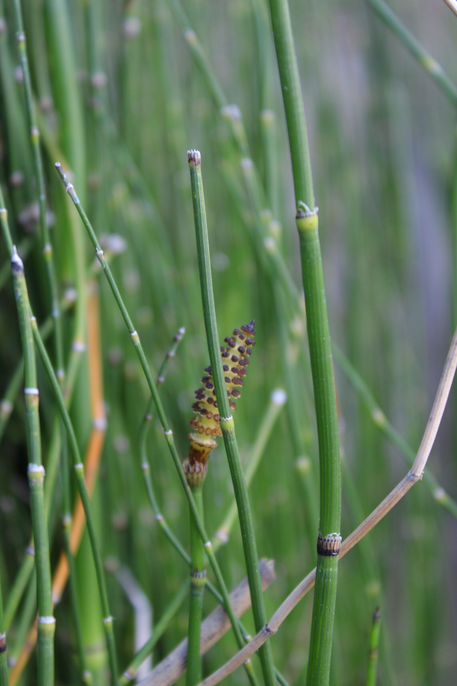 Canon EOS 600D (Rebel EOS T3i / EOS Kiss X5) sample photo. Plant, aquatic plants, green photography