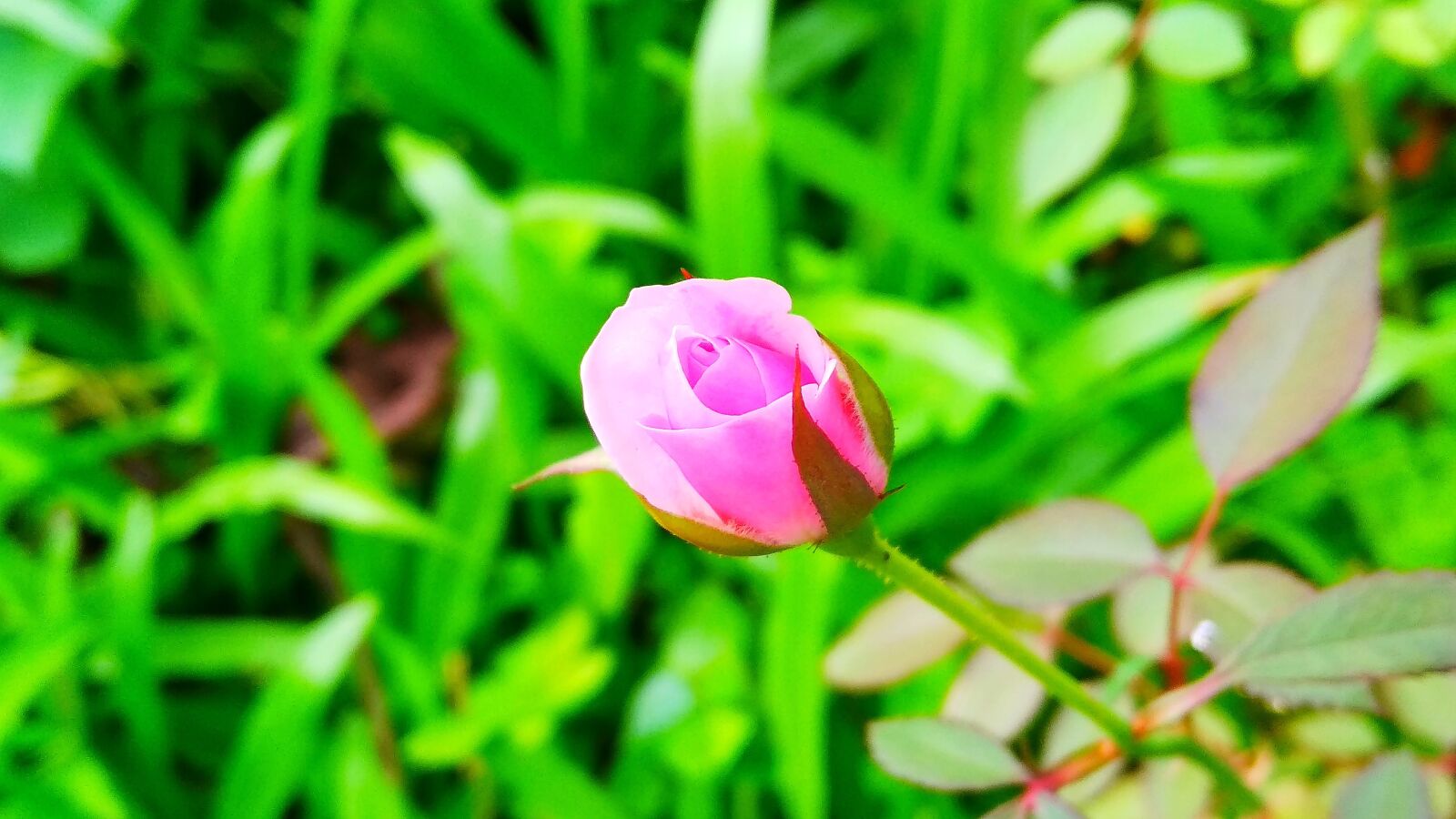 Xiaomi Redmi 5A sample photo. Flora, leaf, growth photography