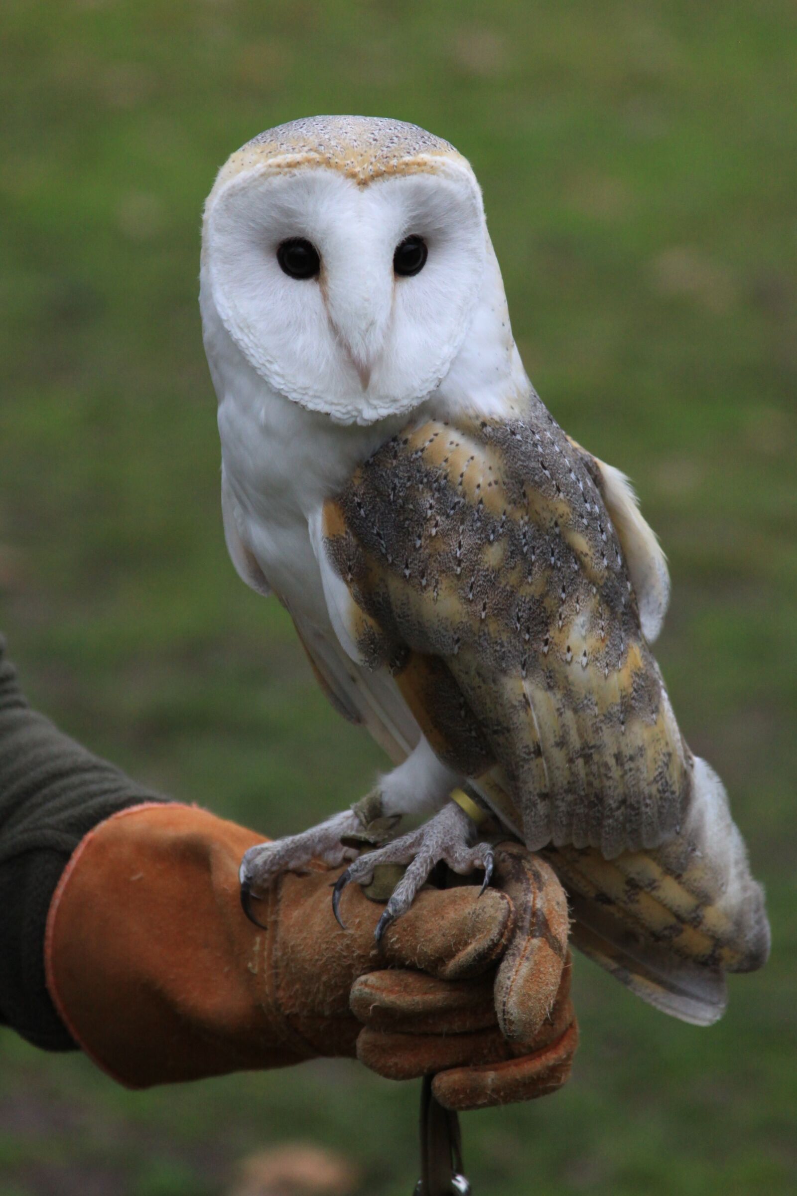 Canon EOS 50D sample photo. Barn owl, owl, bird photography