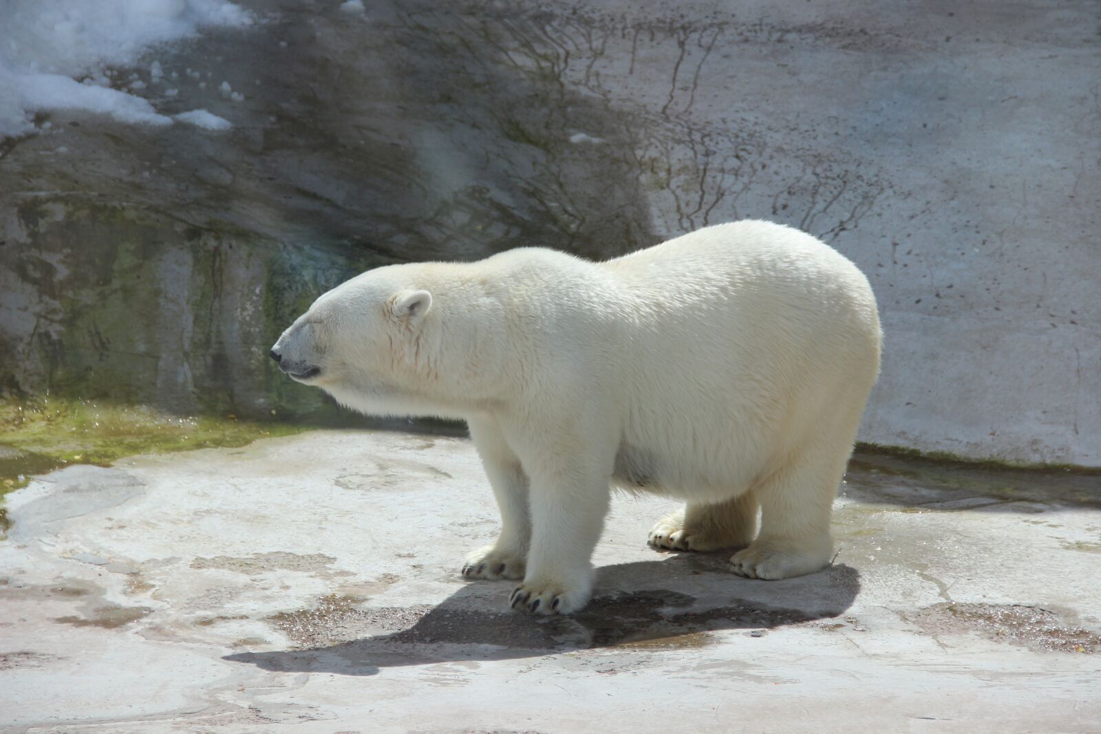 Canon EF-S 18-135mm F3.5-5.6 IS sample photo. Bear, white bear, zoo photography