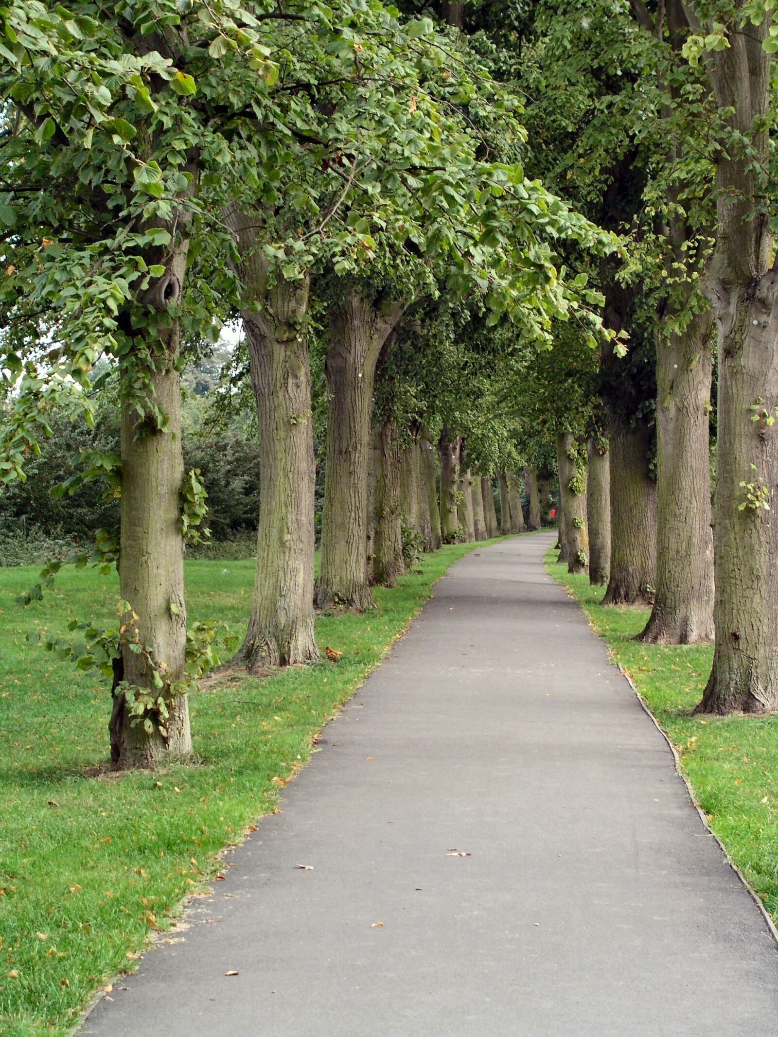 Olympus C5050Z sample photo. Path, trees, park photography