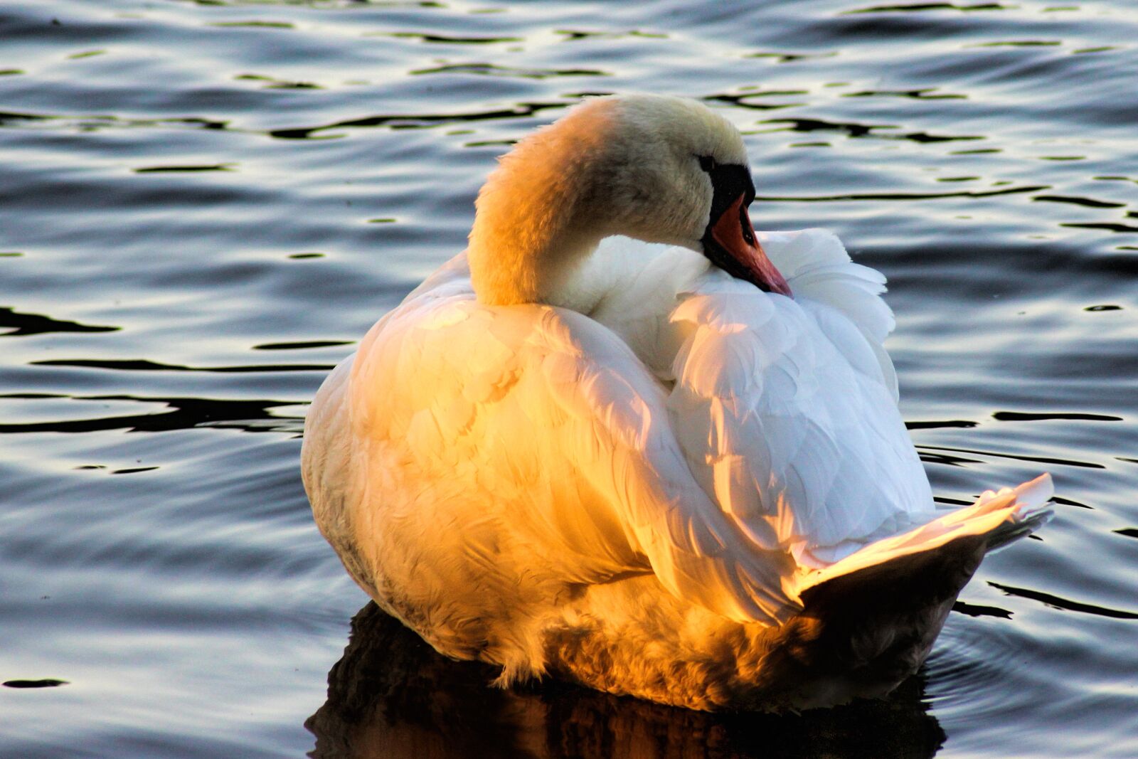 Canon EOS 600D (Rebel EOS T3i / EOS Kiss X5) sample photo. Swan, evening sun, plumage photography