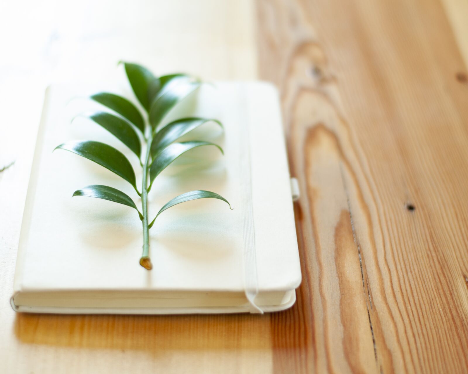 Nikon D5000 sample photo. Leaf, book, journal photography