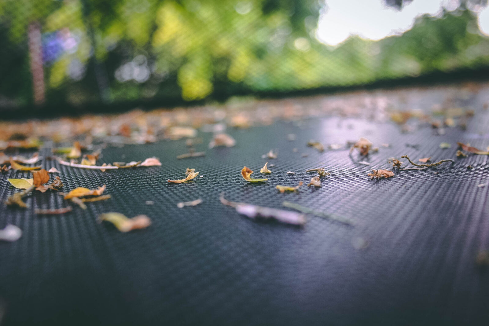 Canon EOS 20D sample photo. Autumn, leaves, leaves, net photography