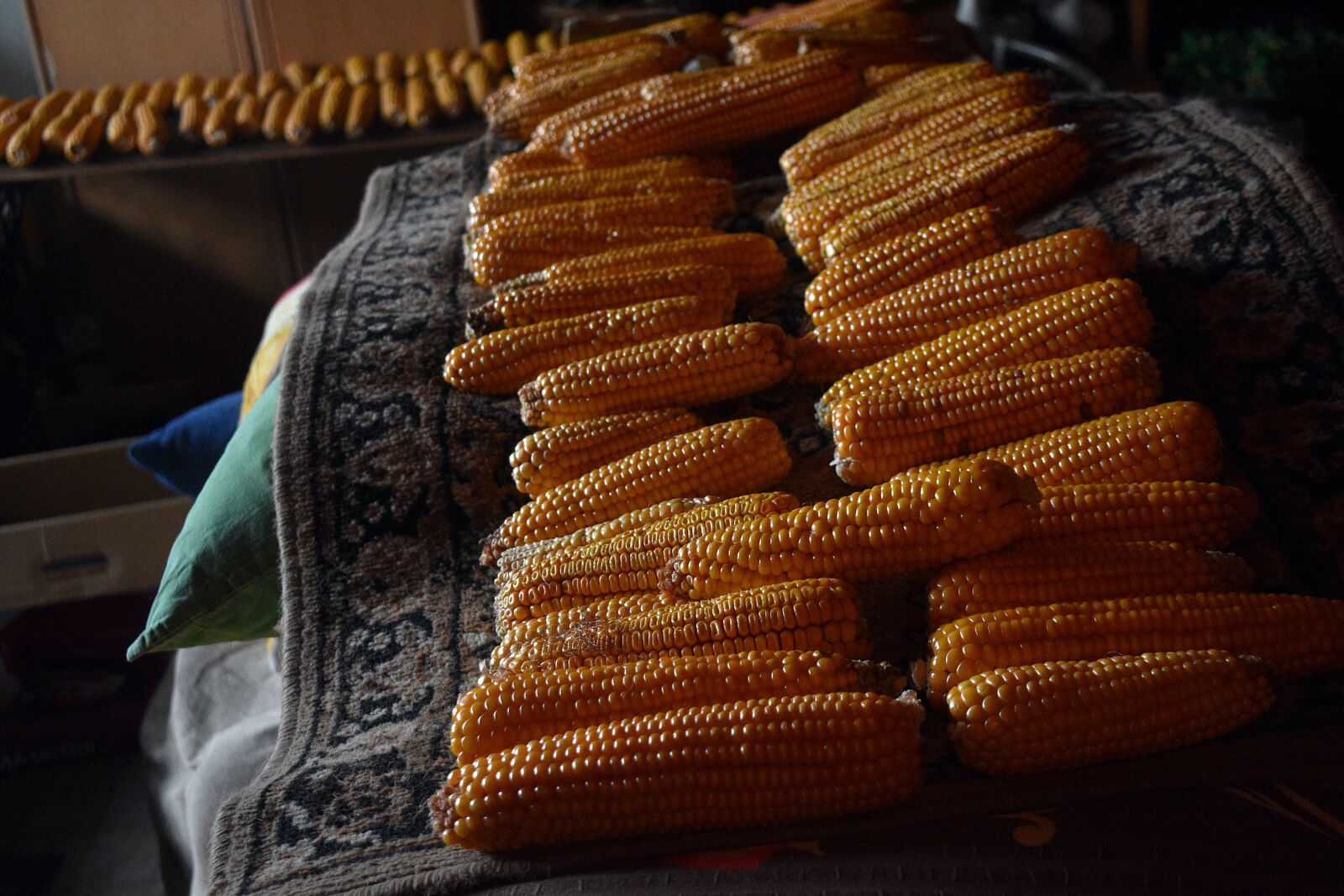 Nikon D3400 sample photo. Corn, autumn, seeds photography